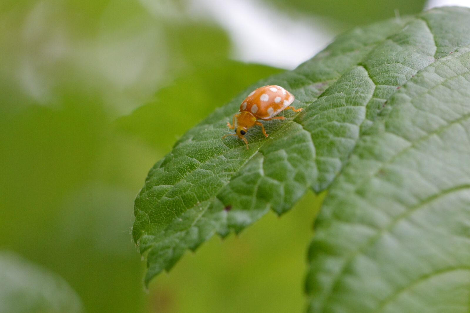 Nikon D5200 sample photo. Beetle, leaf, insect photography