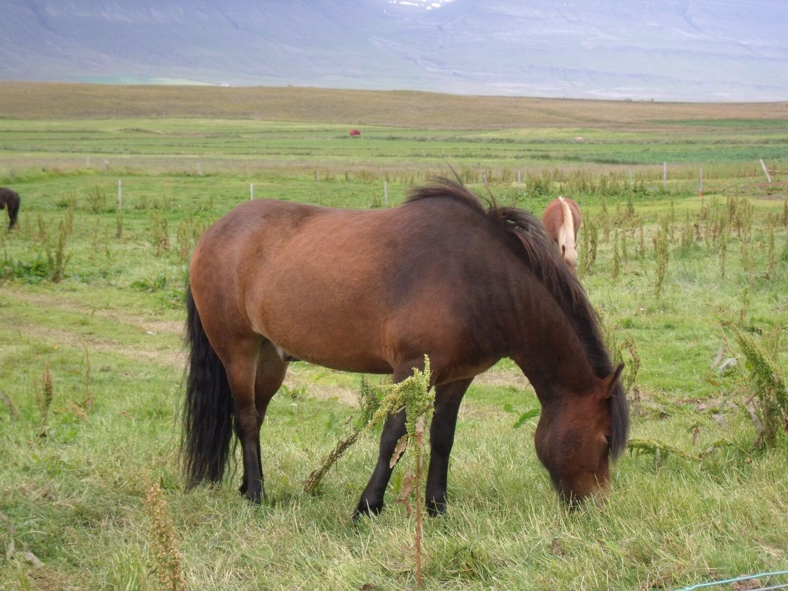 Fujifilm FinePix J150W sample photo. Horse, iceland, animal photography