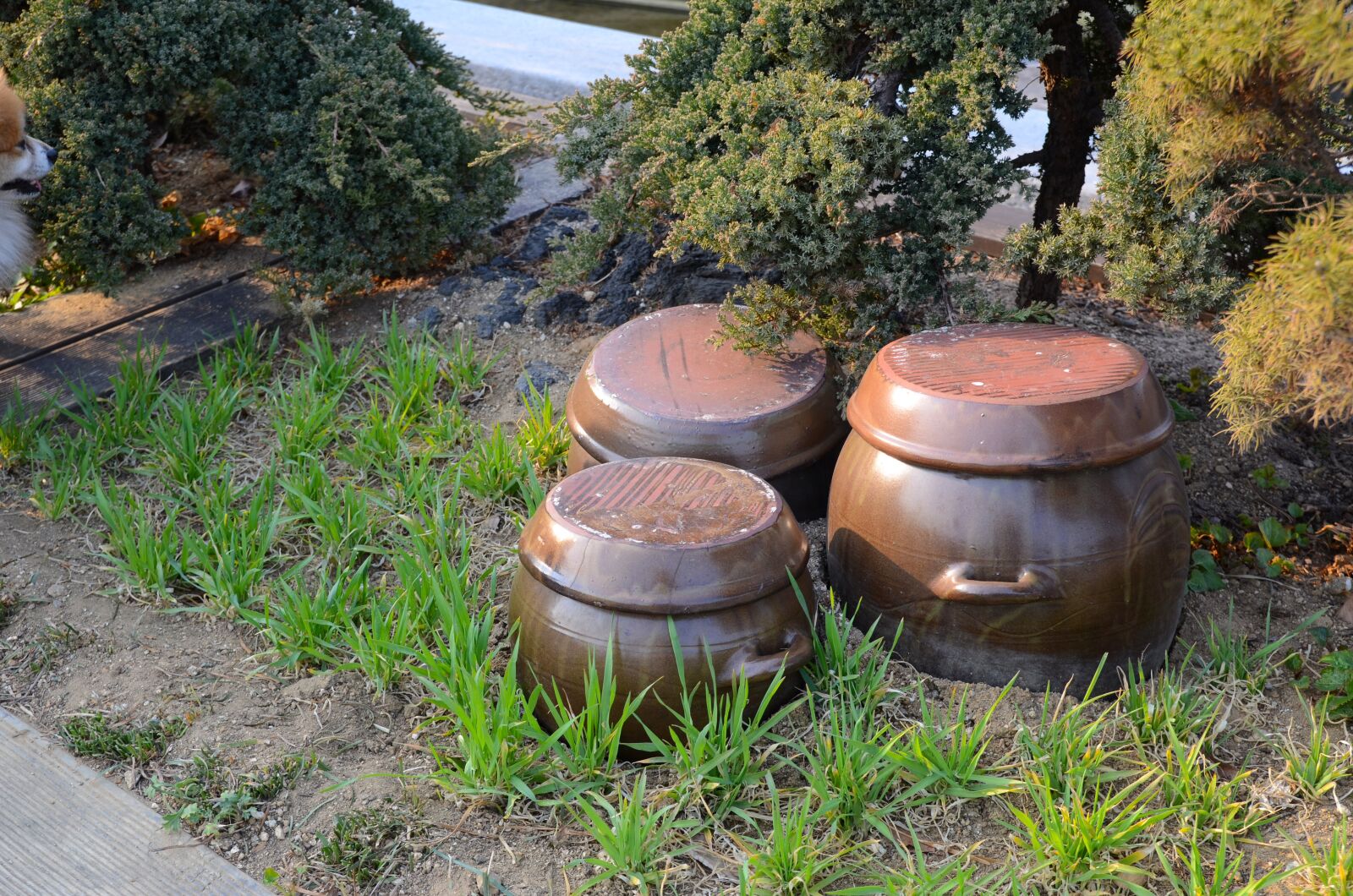 Nikon D7000 sample photo. Chapter reading, korea, traditional photography