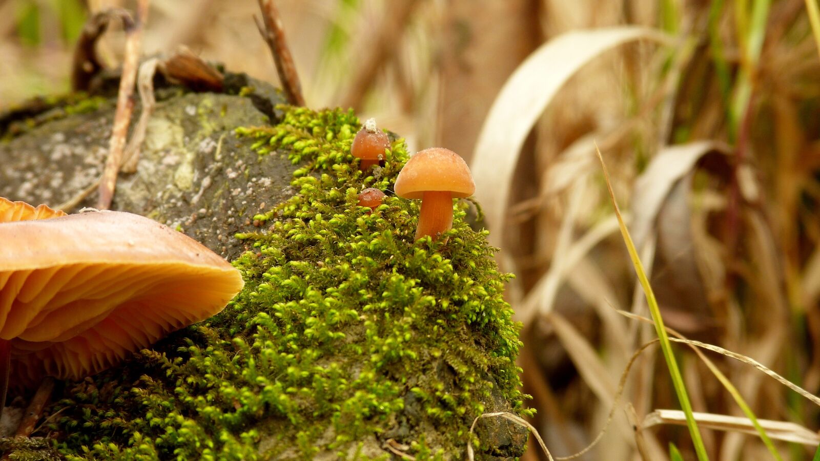 Panasonic Lumix DMC-FZ40 (Lumix DMC-FZ45) sample photo. Nature, eating, mushroom photography