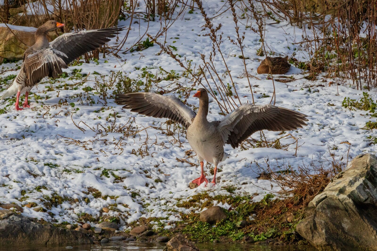 Canon EOS 6D Mark II sample photo. Greylag goose, goose, bird photography