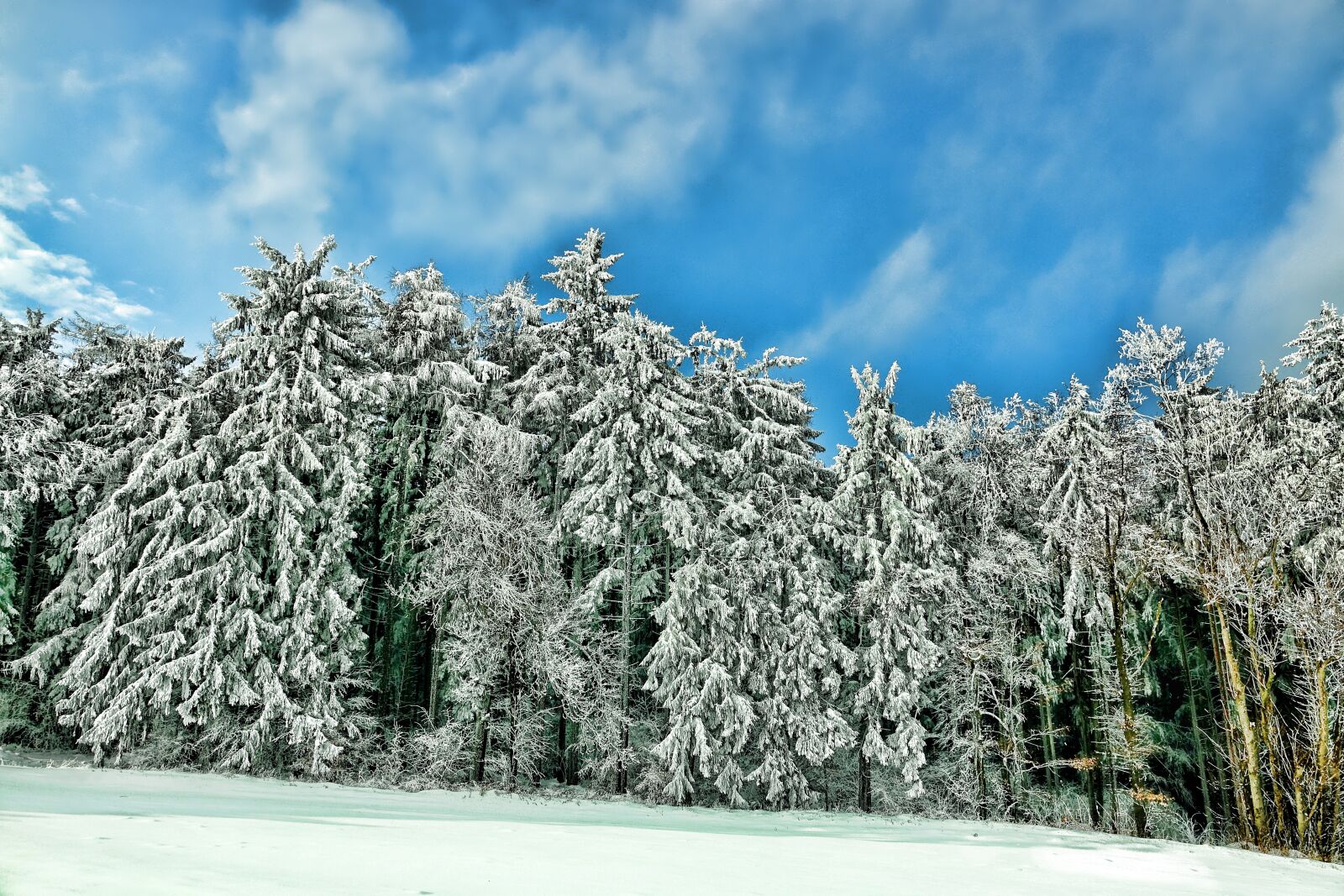 Sony Cyber-shot DSC-RX10 III sample photo. Snow, winter, conifer photography