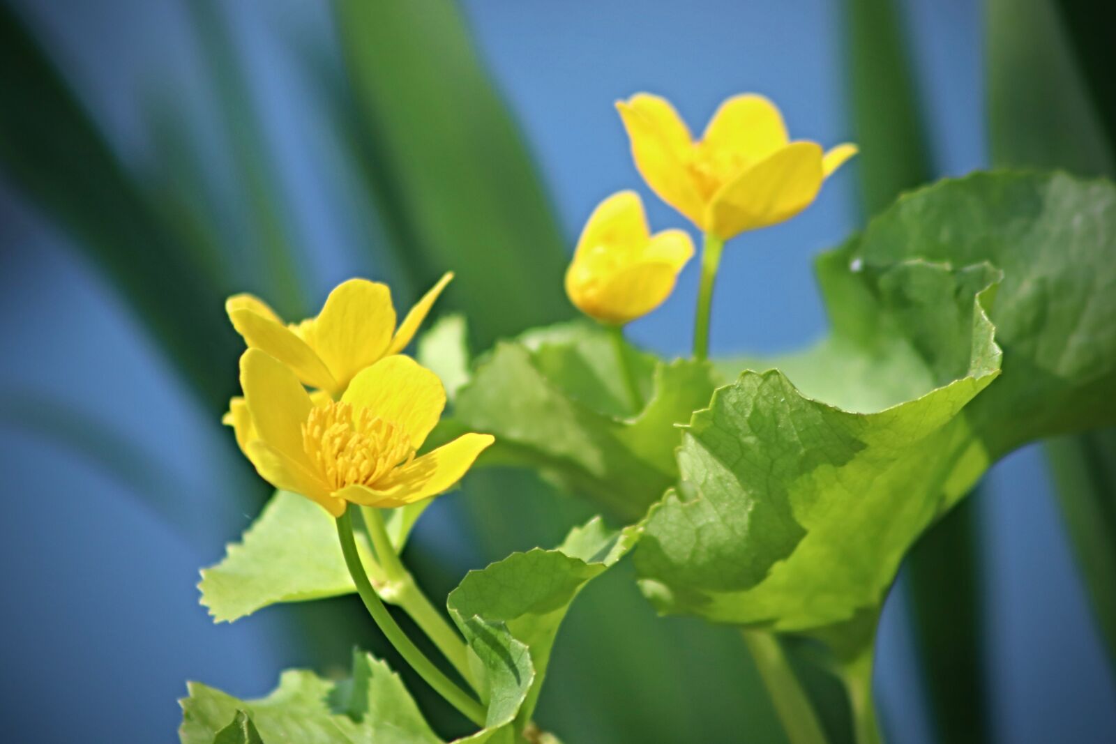 Canon EOS 800D (EOS Rebel T7i / EOS Kiss X9i) sample photo. Caltha palustris, meadow, pointed photography