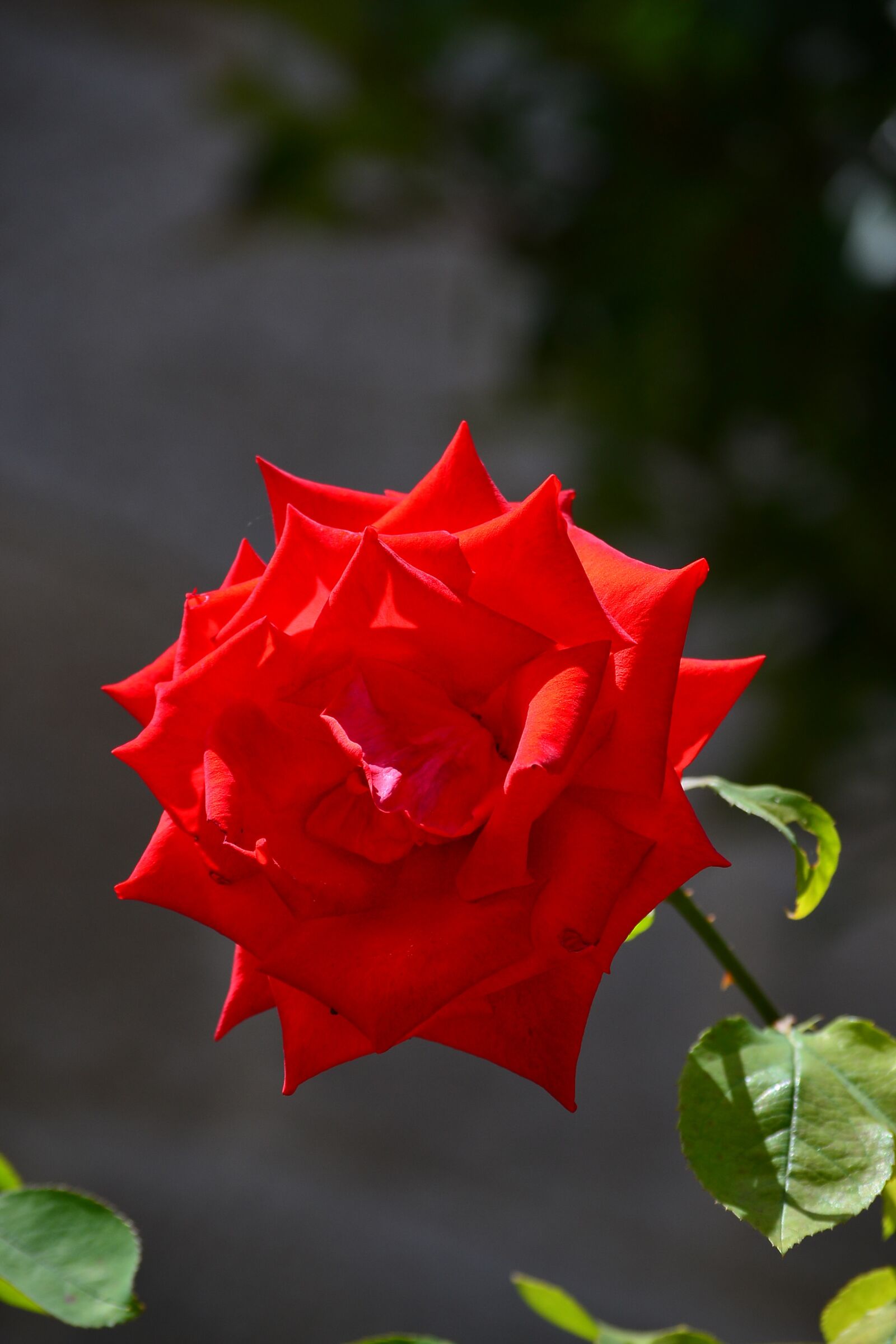 Nikon D3100 sample photo. Flower, rosa, red photography