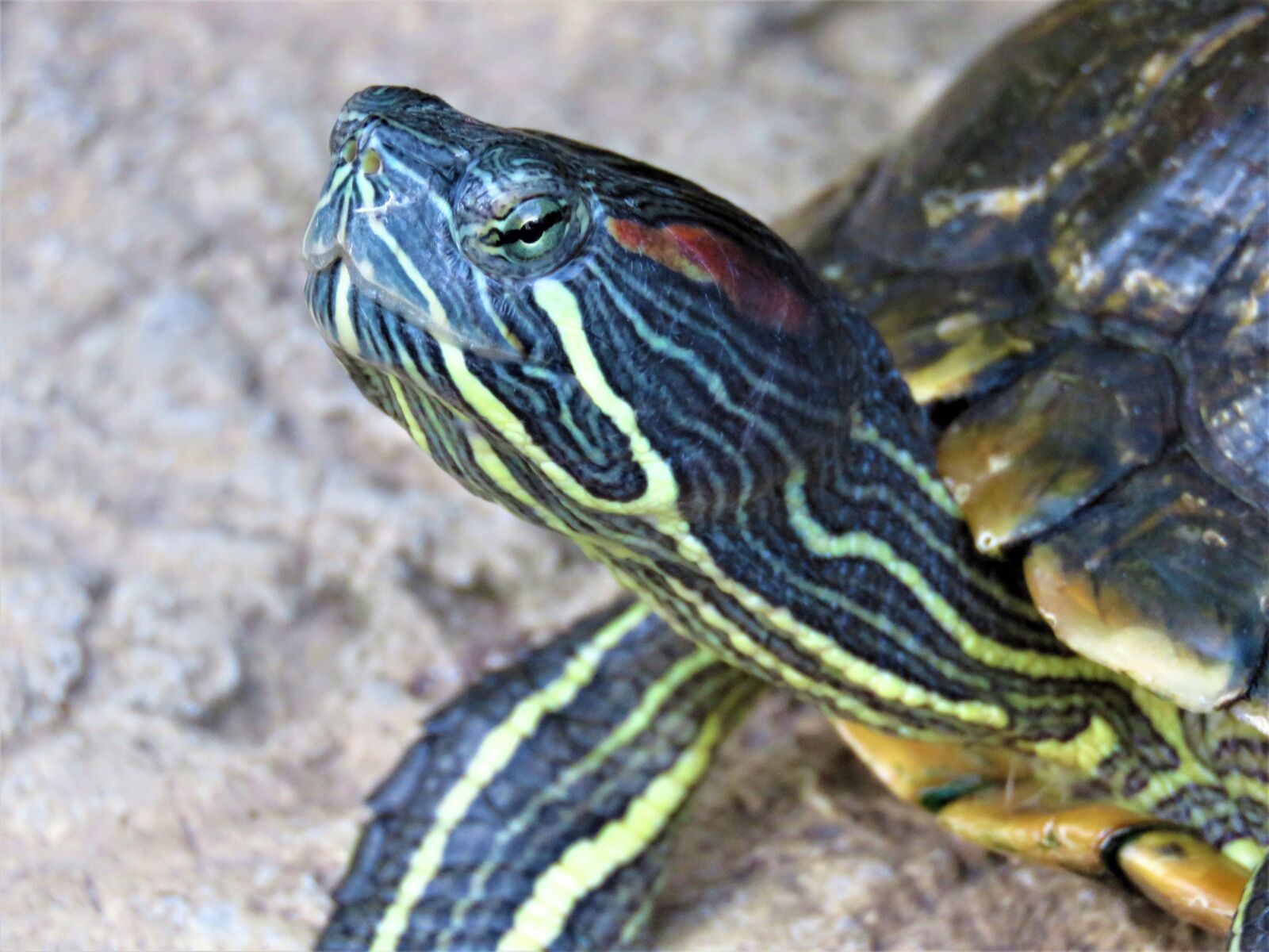 Canon PowerShot SX60 HS sample photo. Turtle, tortoise, reptile photography