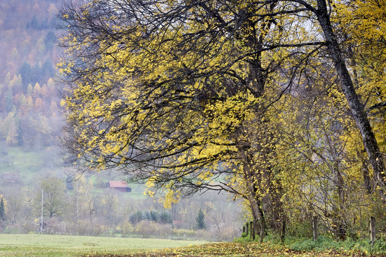 Sony ILCA-77M2 sample photo. Rain, autumn, wet photography