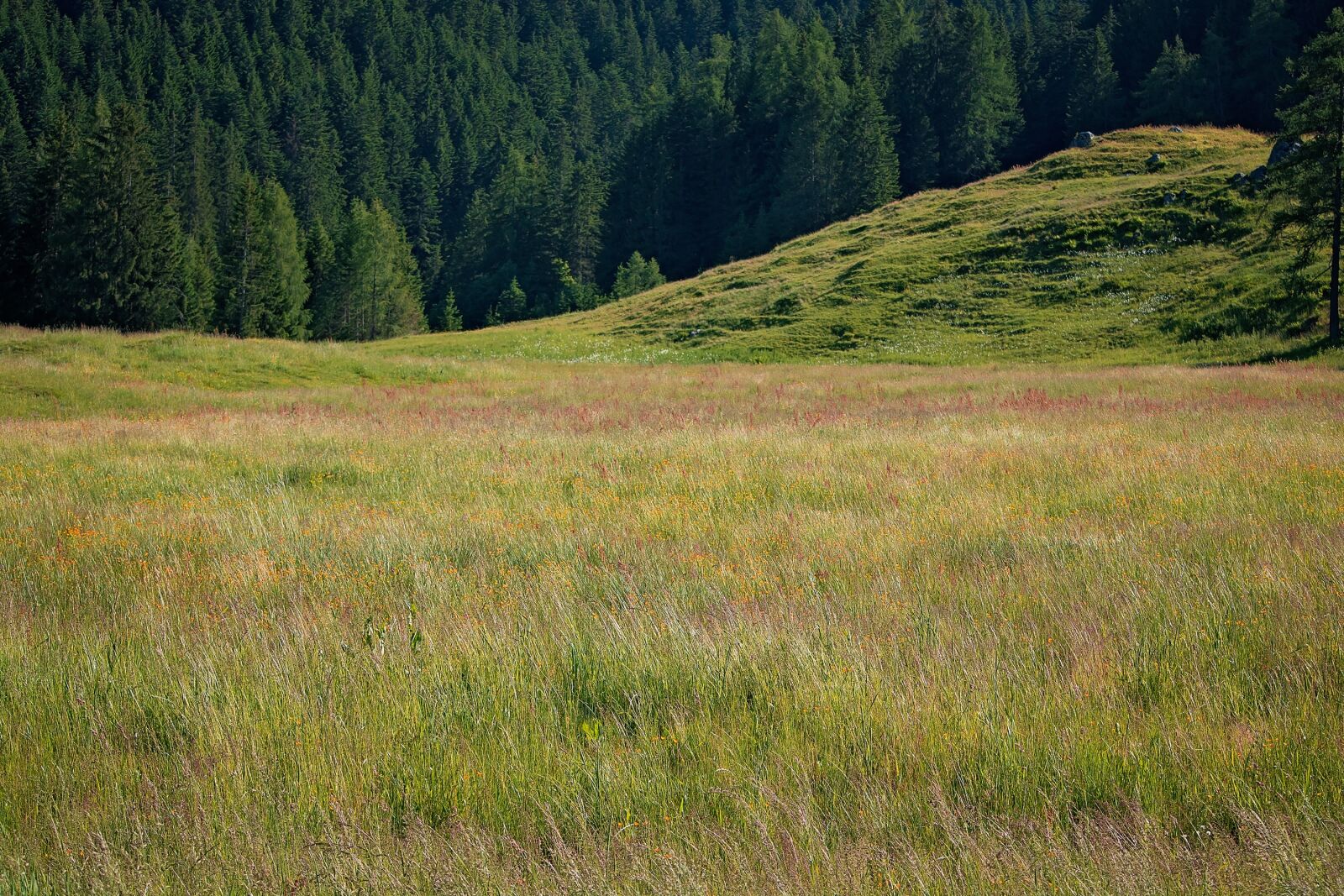 Nikon D7100 sample photo. Nature, meadow, natural lawn photography