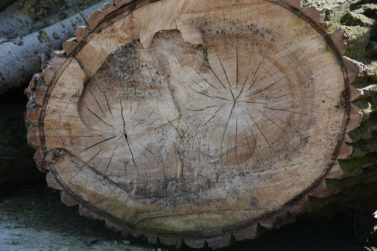 Nikon D7100 sample photo. Nature, tree, chestnut photography