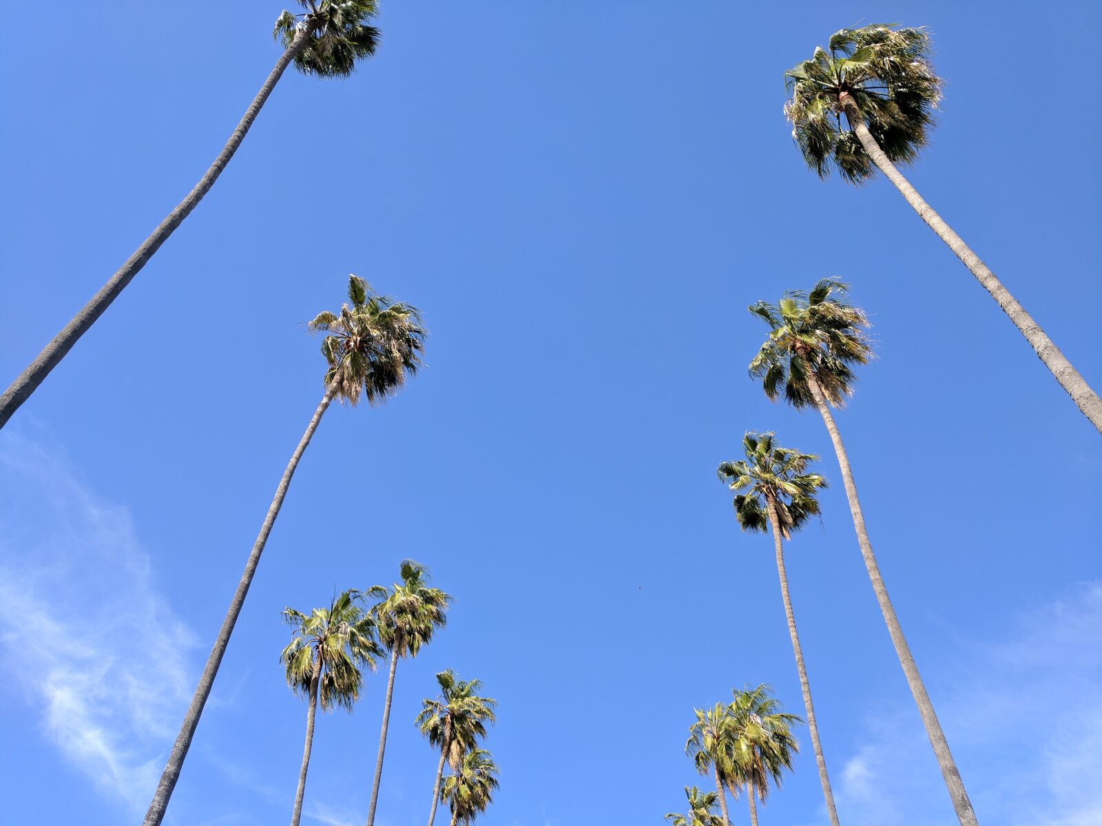 Google Pixel sample photo. Blue, california, day, palm photography