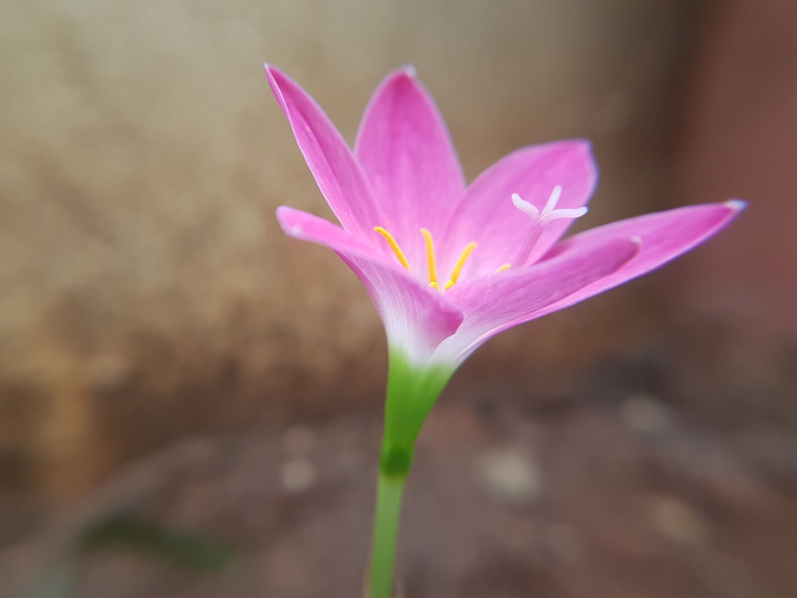 Samsung Galaxy S7 Edge sample photo. Pink, flower, nature photography