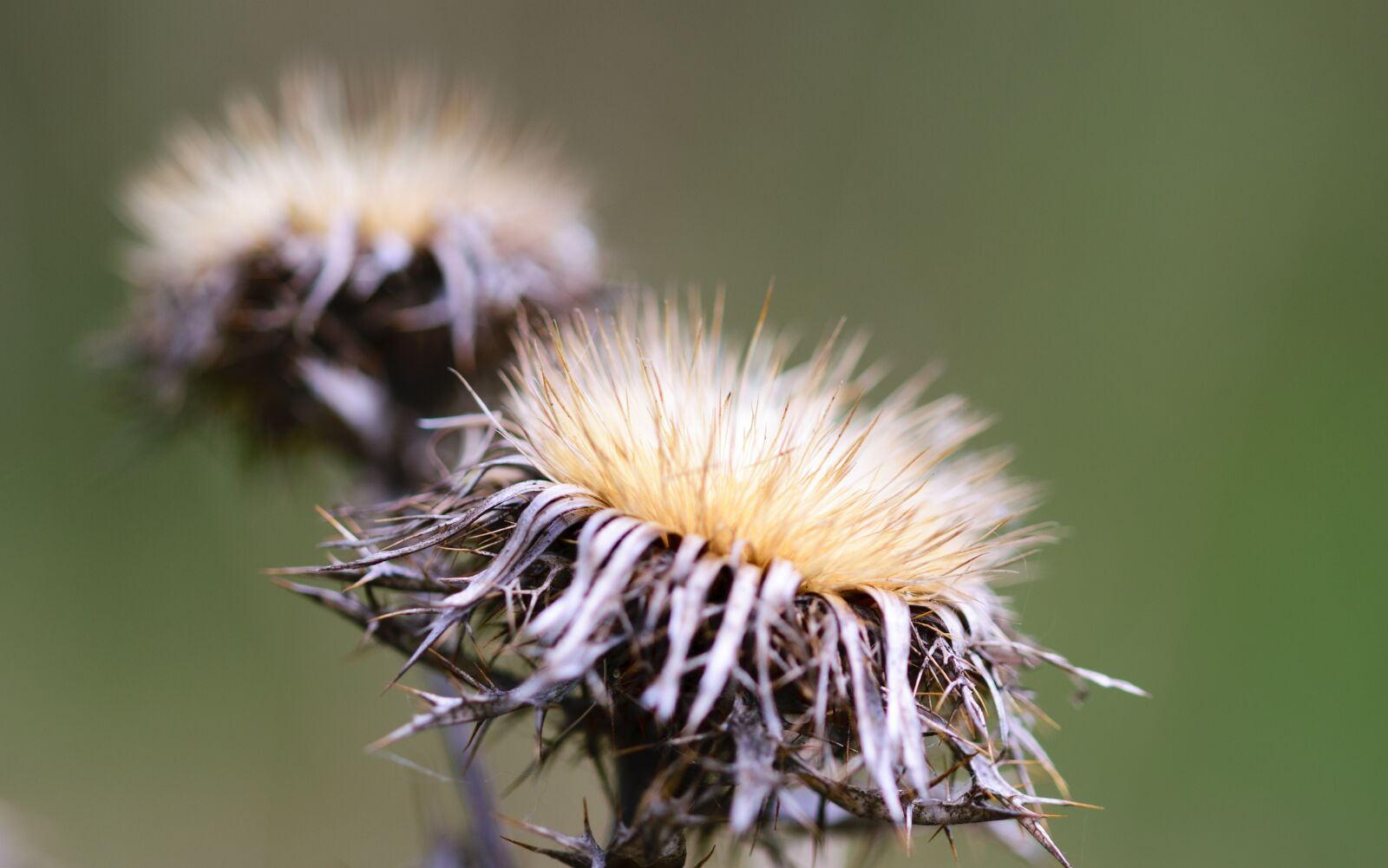 Nikon D5300 sample photo. Nature, dandelion, plant photography