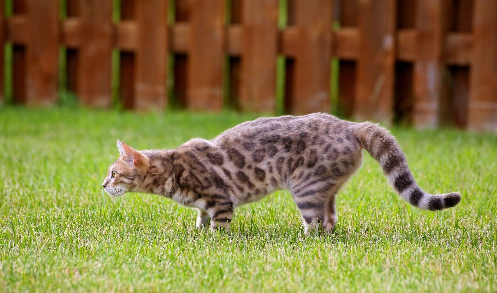 Canon EOS 6D sample photo. Cat, stalking, kitty photography