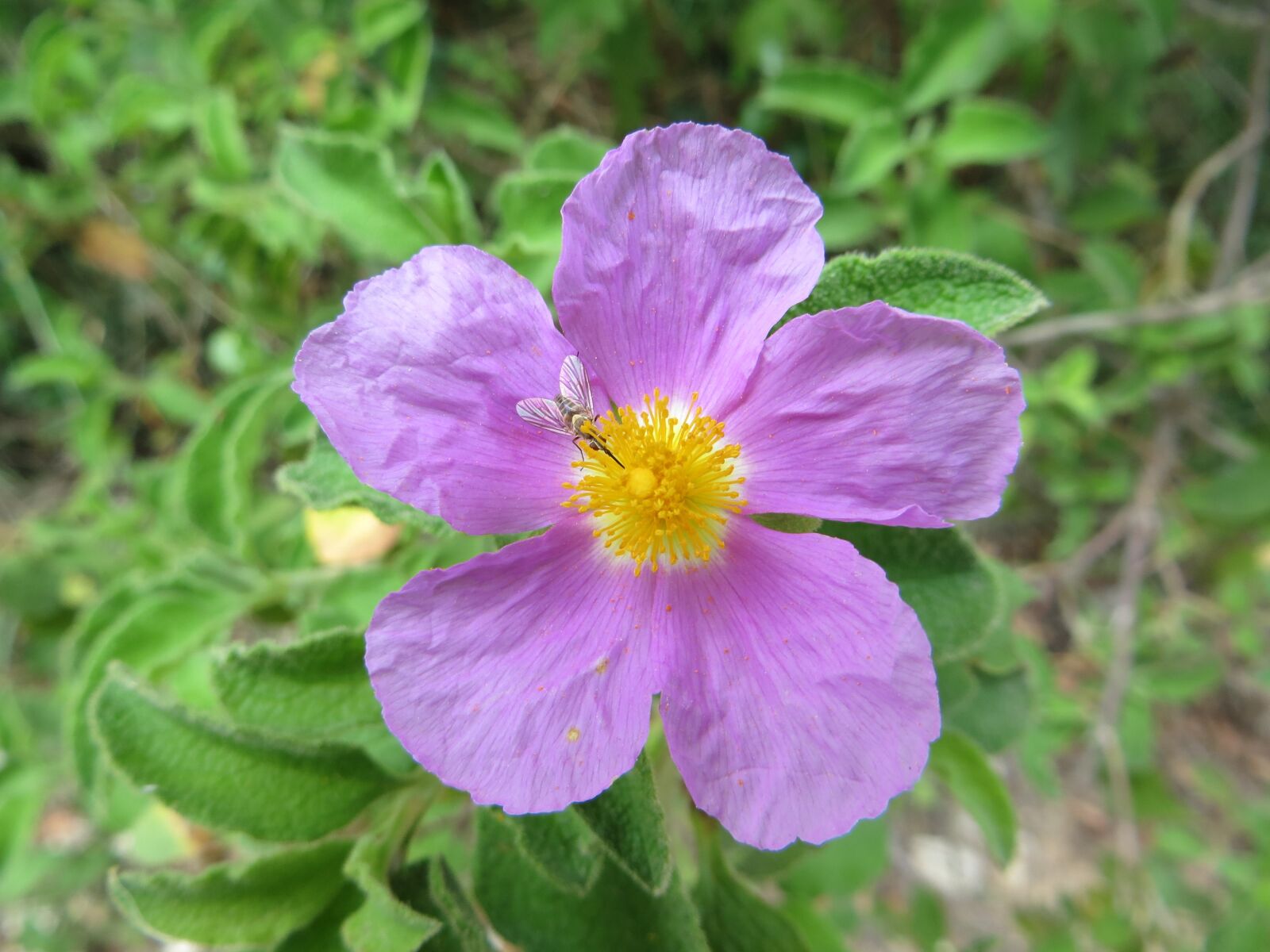 Canon PowerShot SX260 HS sample photo. Nature, flower, insect photography