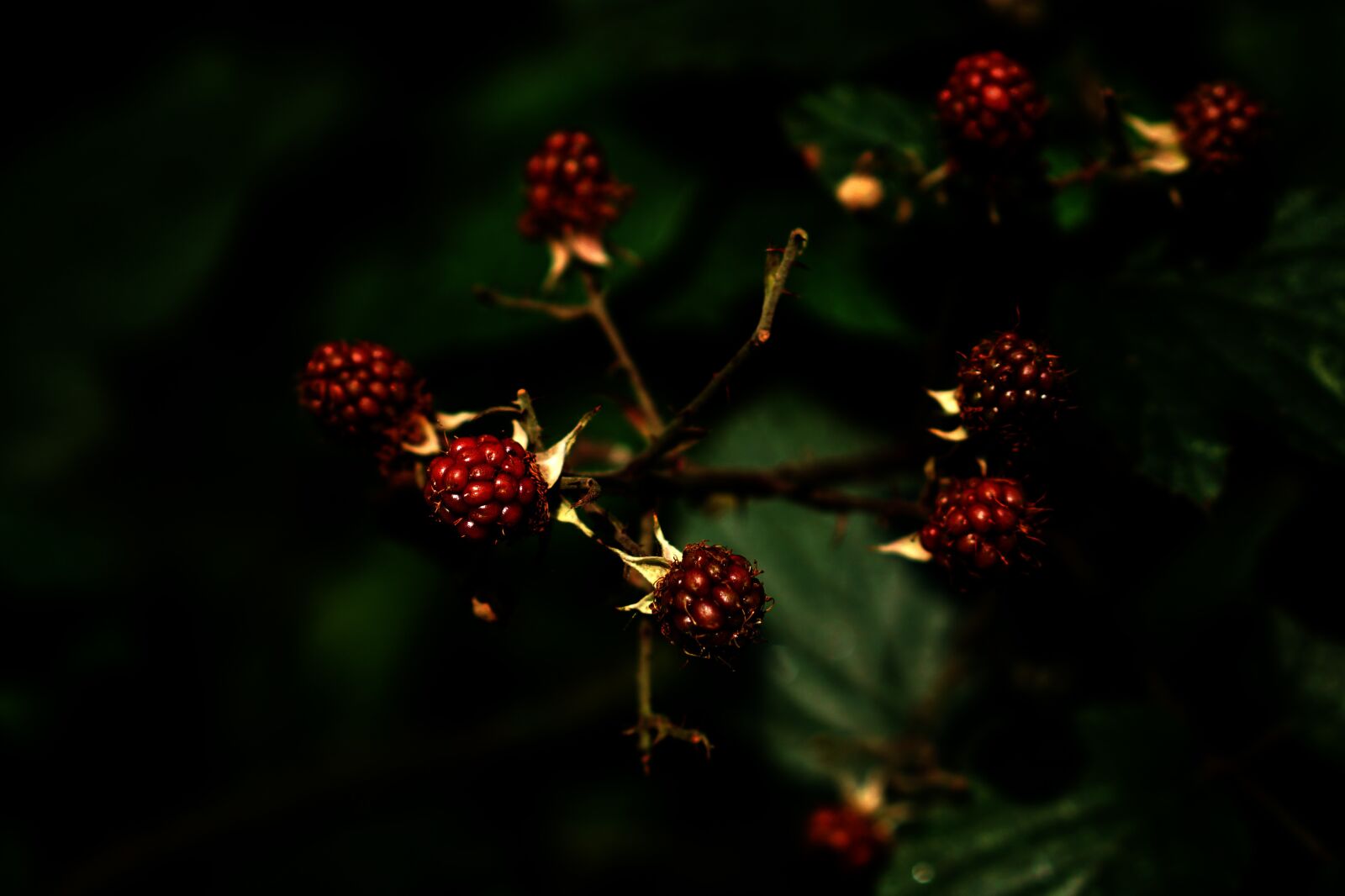 E 50mm F1.8 OSS sample photo. Fruits of the forest photography