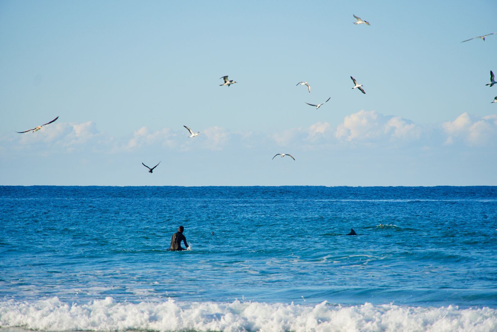 Sony E 18-135mm F3.5-5.6 OSS sample photo. Surfer, dolphin, birds photography