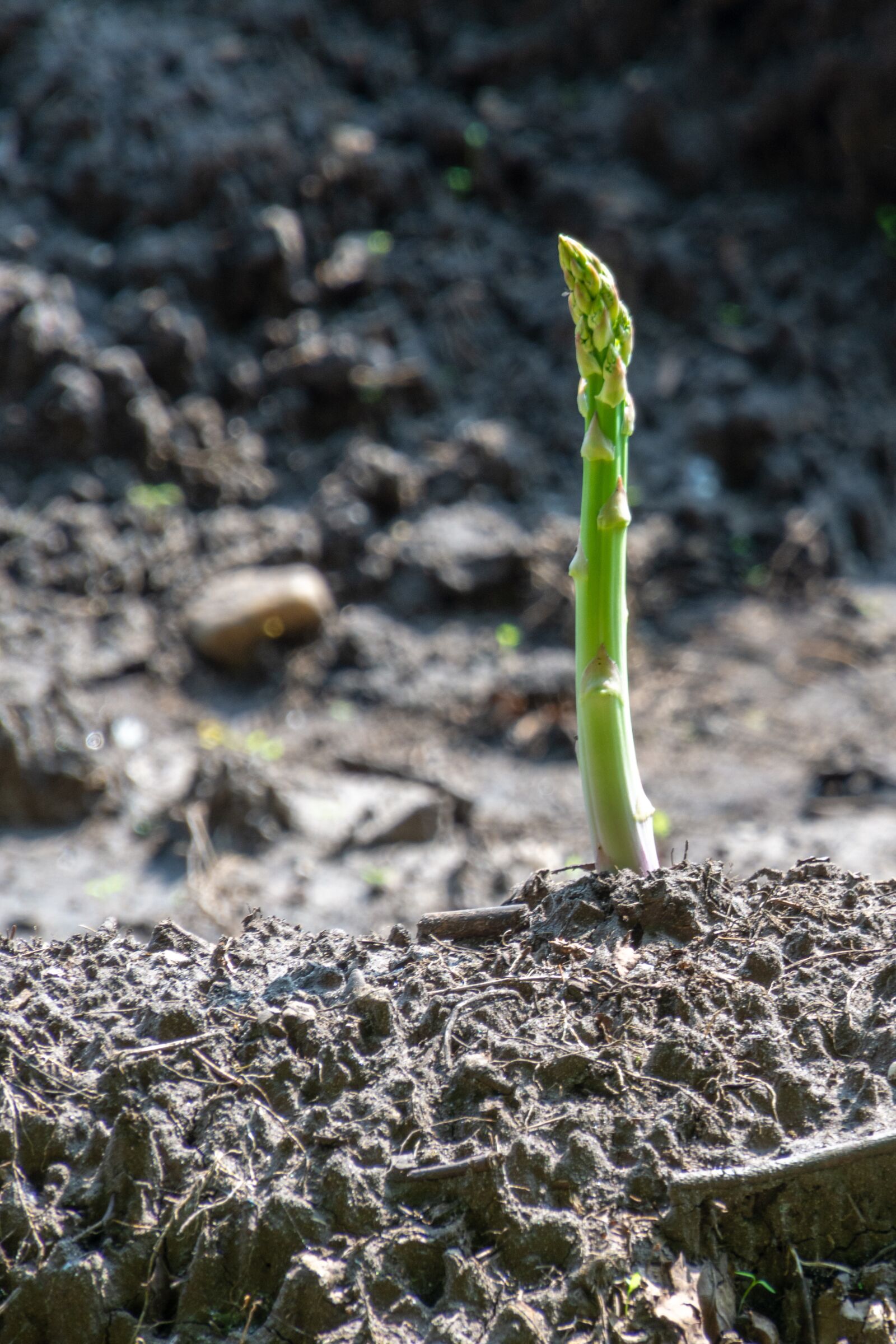 Nikon D7200 sample photo. Asparagus, green asparagus, vegetables photography