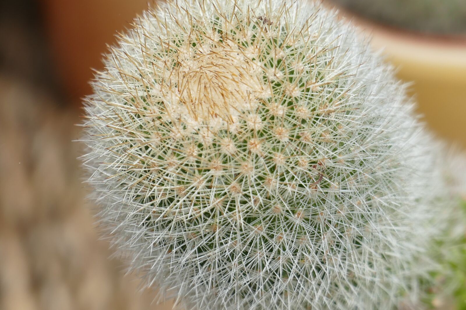 Panasonic Lumix DMC-FZ1000 sample photo. Cactus, close up, plant photography