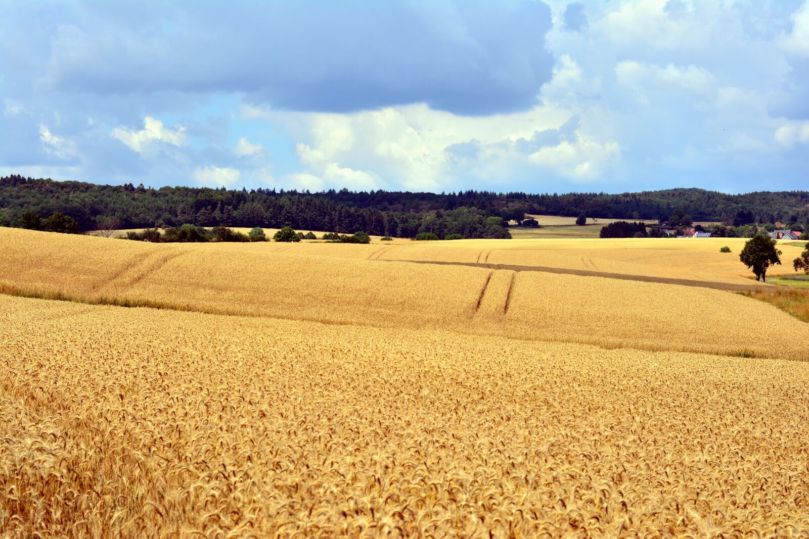 Nikon D5200 sample photo. Cereal fields, landscape, summer photography