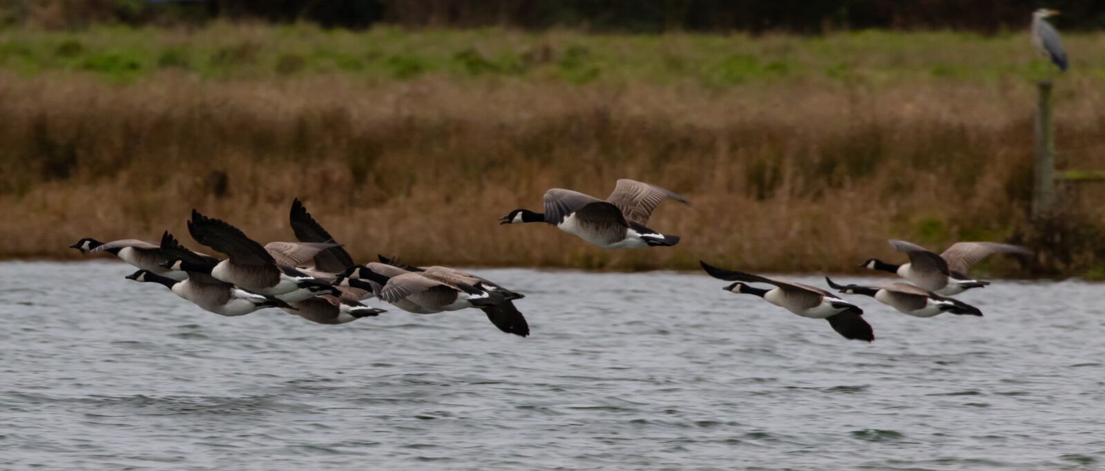 Canon EOS 7D Mark II sample photo. Geese in flight, sunrise photography