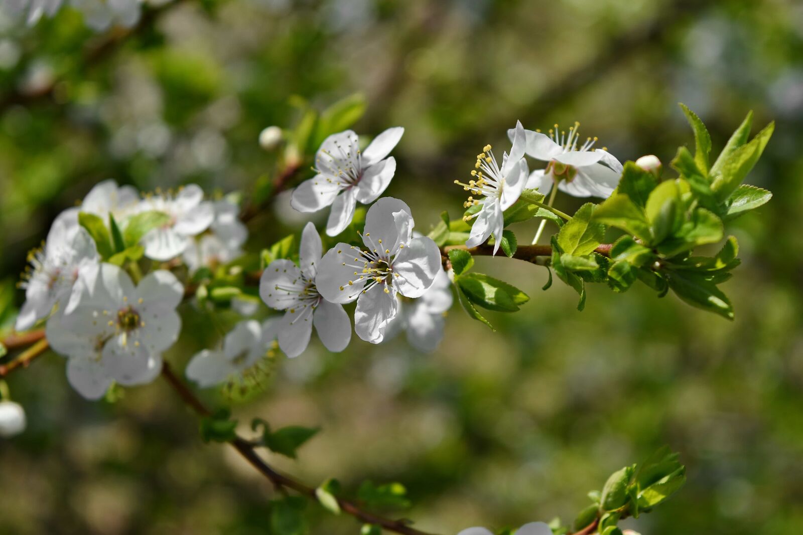 Nikon D5500 sample photo. Branch, shrub, flower, nature photography