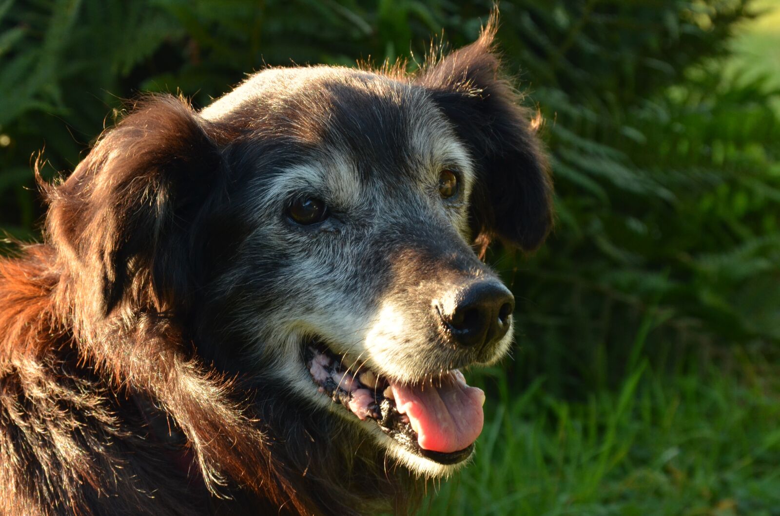 Nikon D7000 sample photo. Dog, pet, old photography
