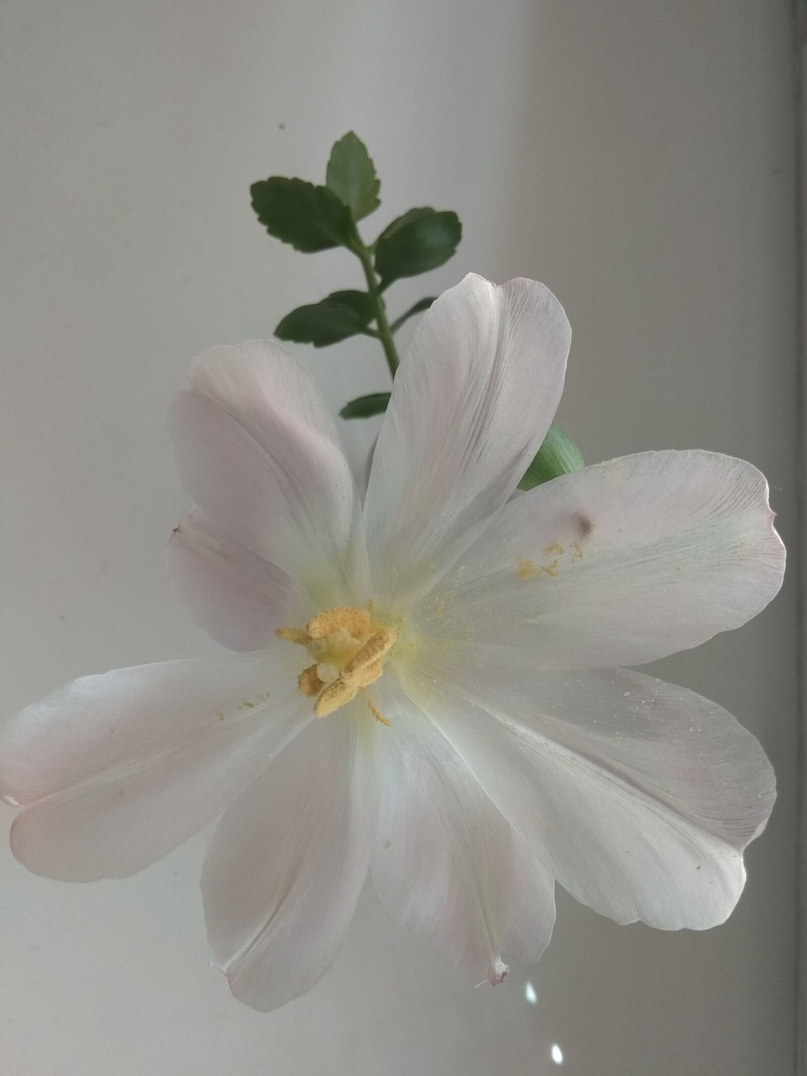 Xiaomi Redmi Note 5A sample photo. Flower, the beauty of photography