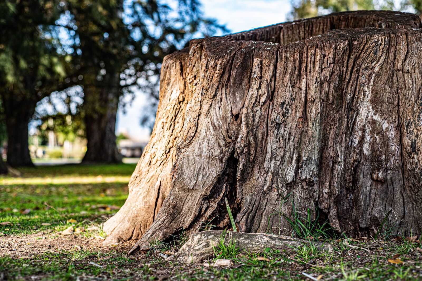 Nikon D750 sample photo. Tree, arbol, nature photography