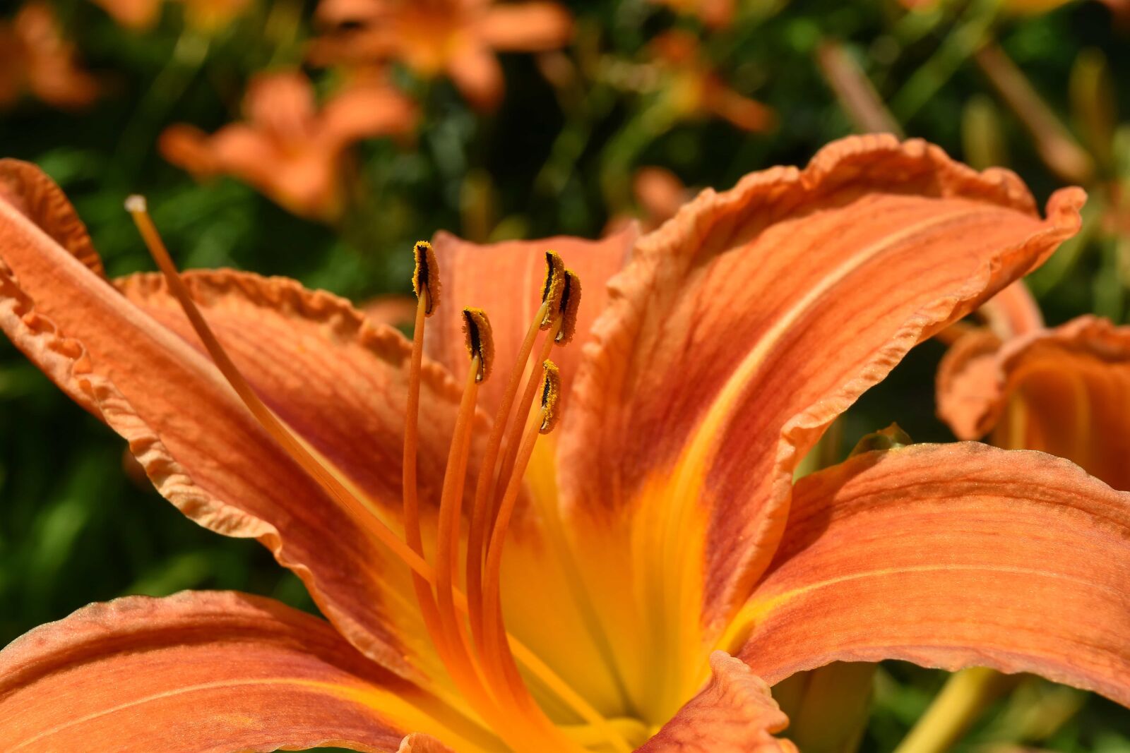 Nikon D5500 sample photo. Close-up, detail, horticulture, lily photography
