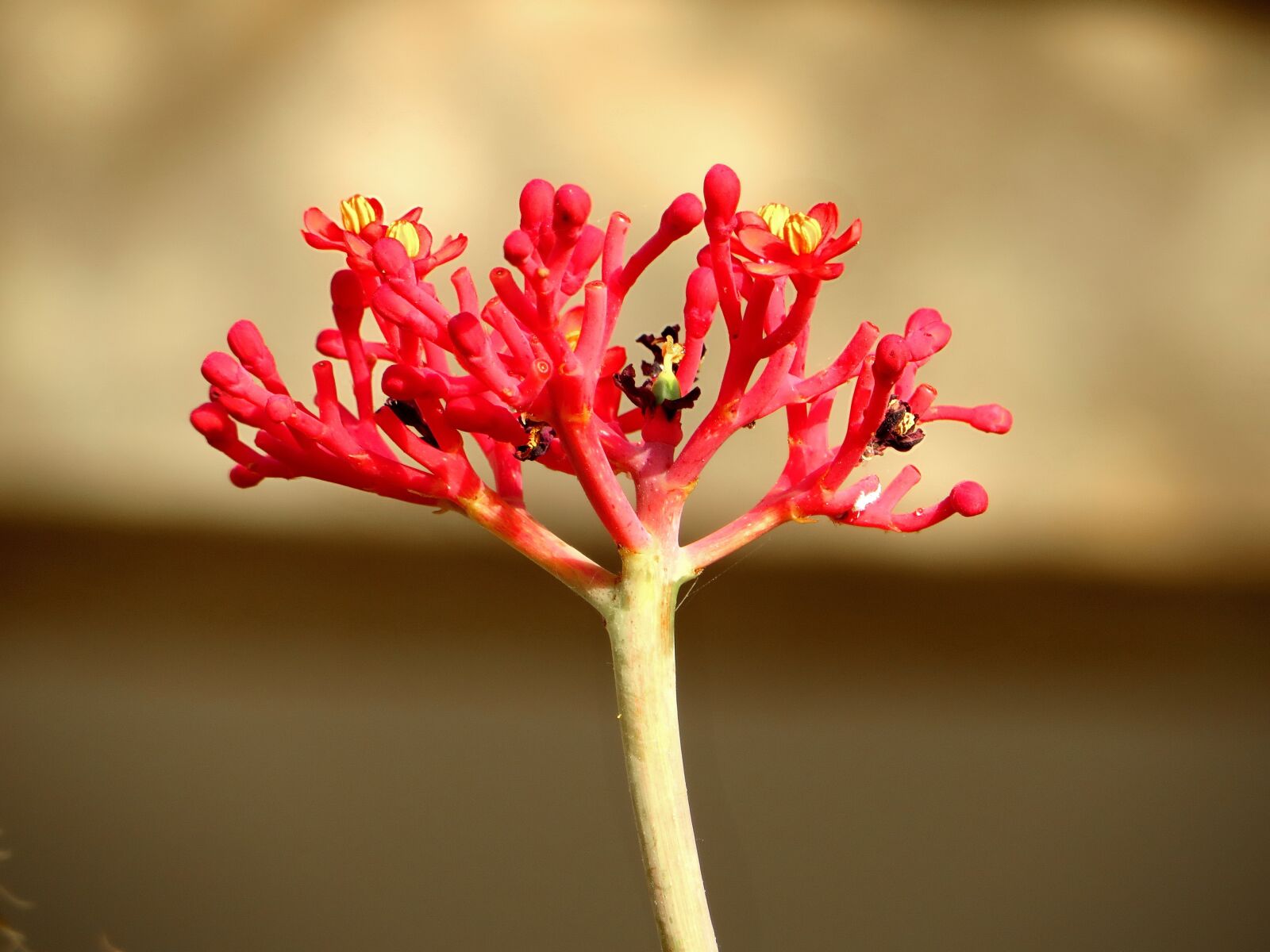 Canon PowerShot SX270 HS sample photo. Flower, red, coral tree photography