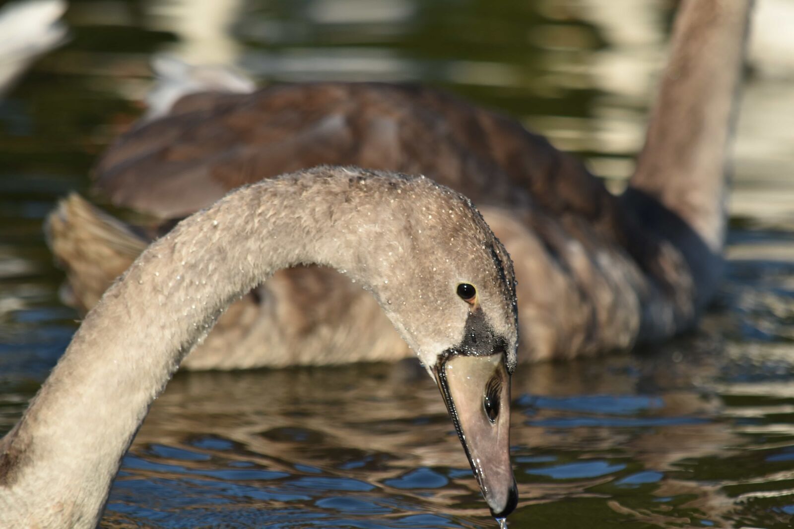 Nikon D5500 sample photo. Close-up, flock, grey, head photography