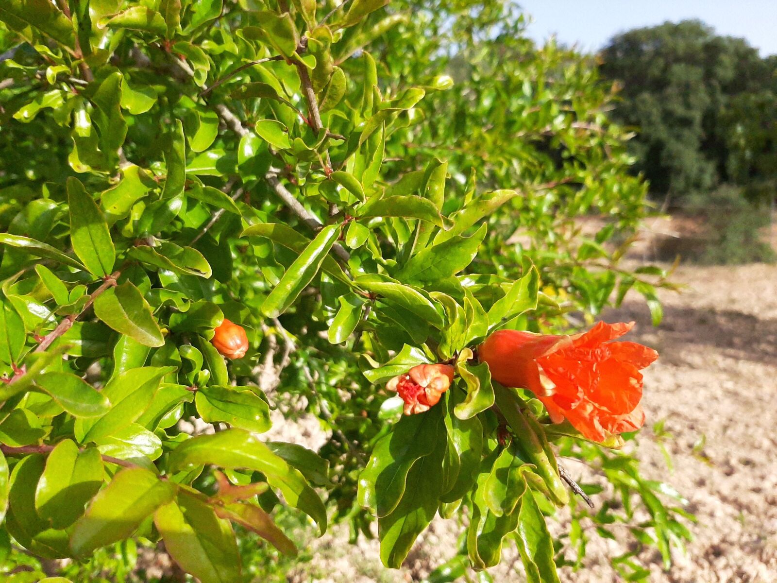 Samsung Galaxy A50 sample photo. Tree, flowers, leaves photography
