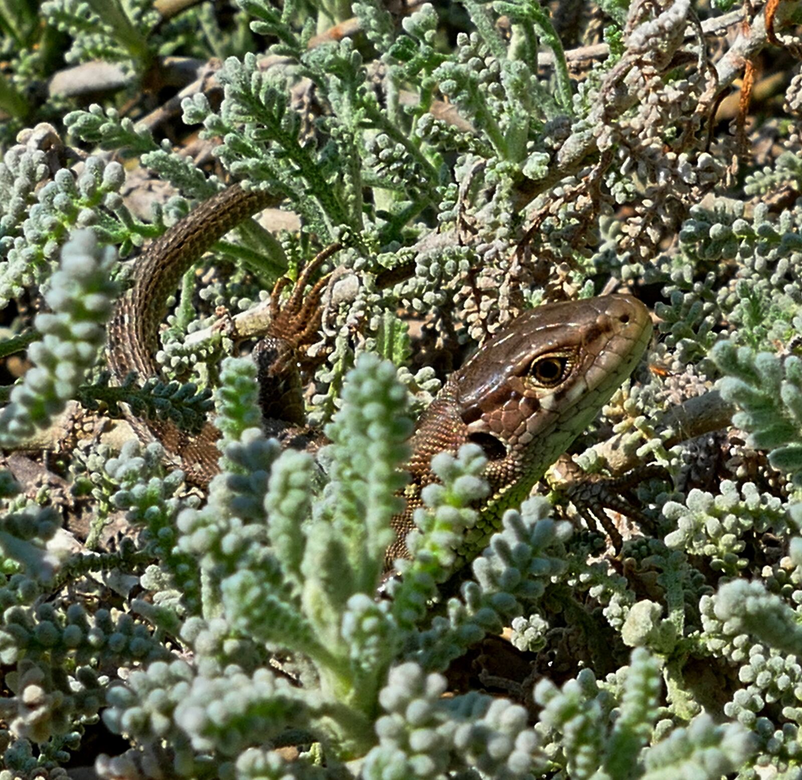 Panasonic Lumix DMC-FZ1000 sample photo. The lizard, common, reptile photography