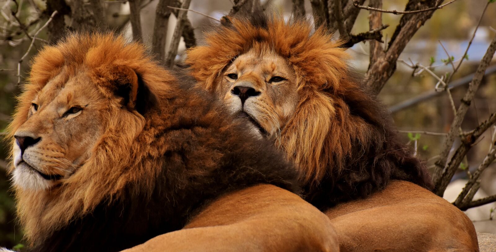 Nikon D7200 sample photo. Lion, predator, dangerous photography