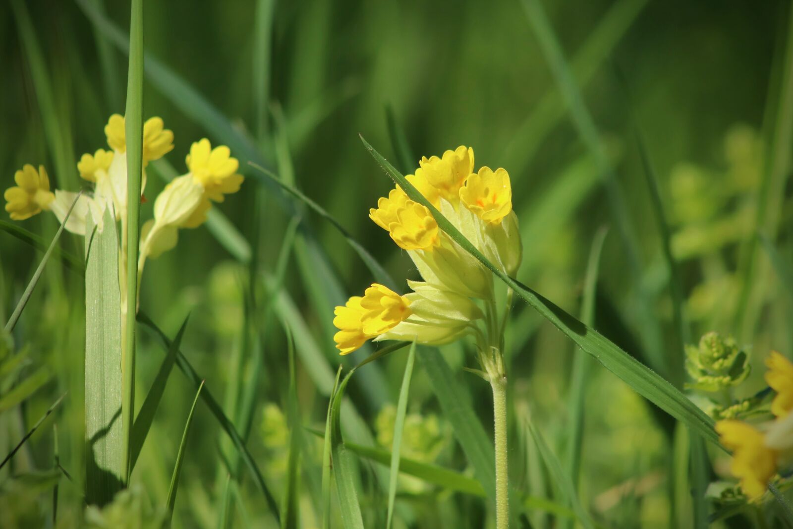 Canon EOS 800D (EOS Rebel T7i / EOS Kiss X9i) sample photo. Cowslip, flowers, meadow photography