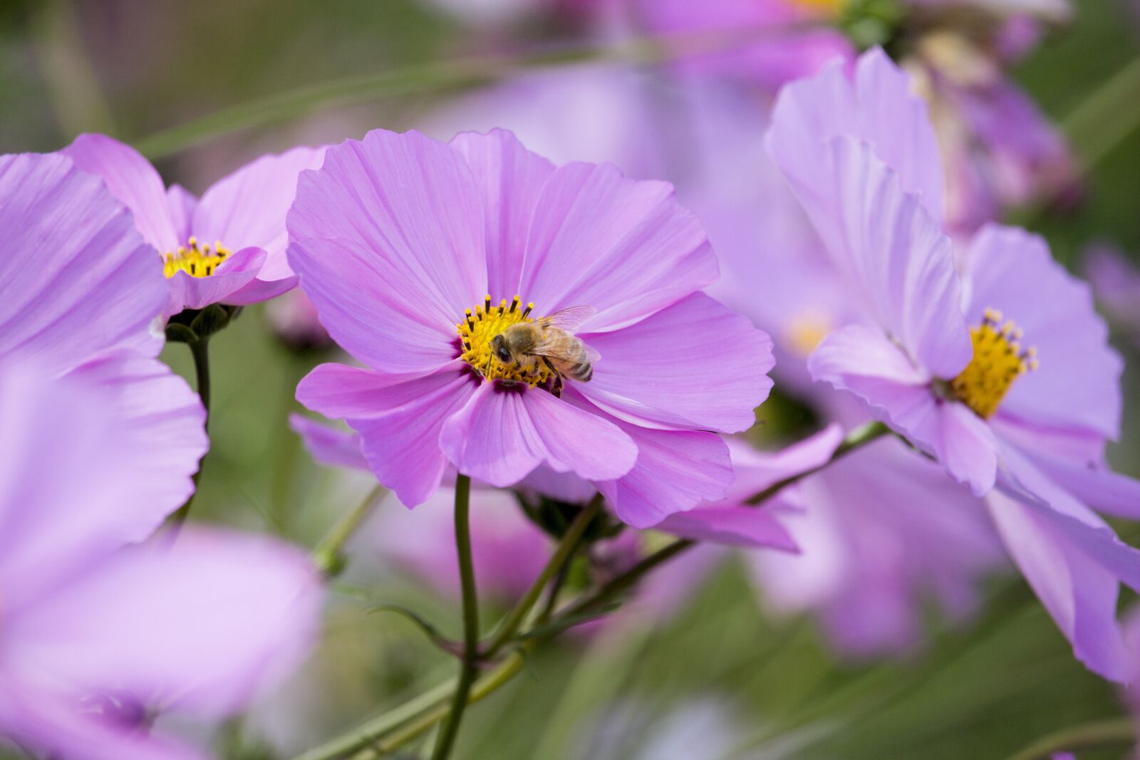 Canon EOS 700D (EOS Rebel T5i / EOS Kiss X7i) + Canon EF-S 55-250mm F4-5.6 IS STM sample photo. Cosmos, pink, bee photography
