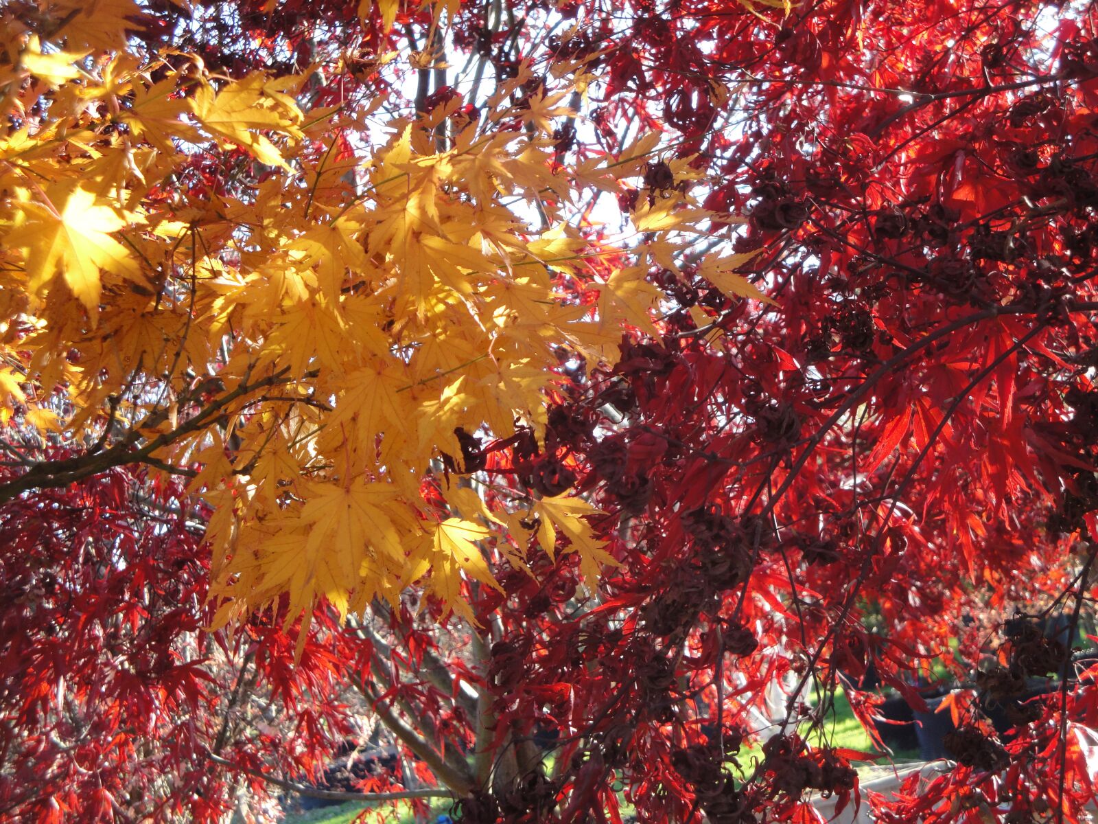 Sony Cyber-shot DSC-W290 sample photo. Autumn, leaves, autumn colours photography