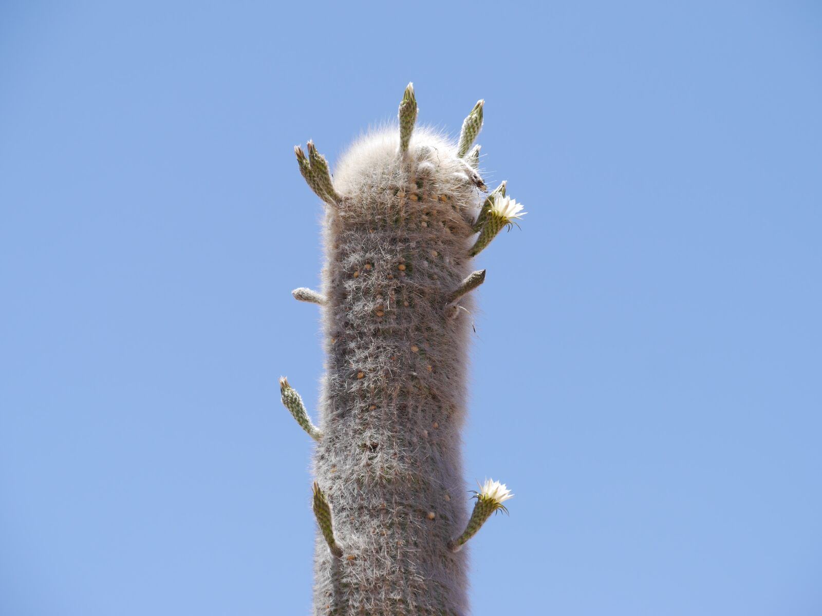 Panasonic Lumix DMC-G6 sample photo. Cactus, cardon, cactus greenhouse photography