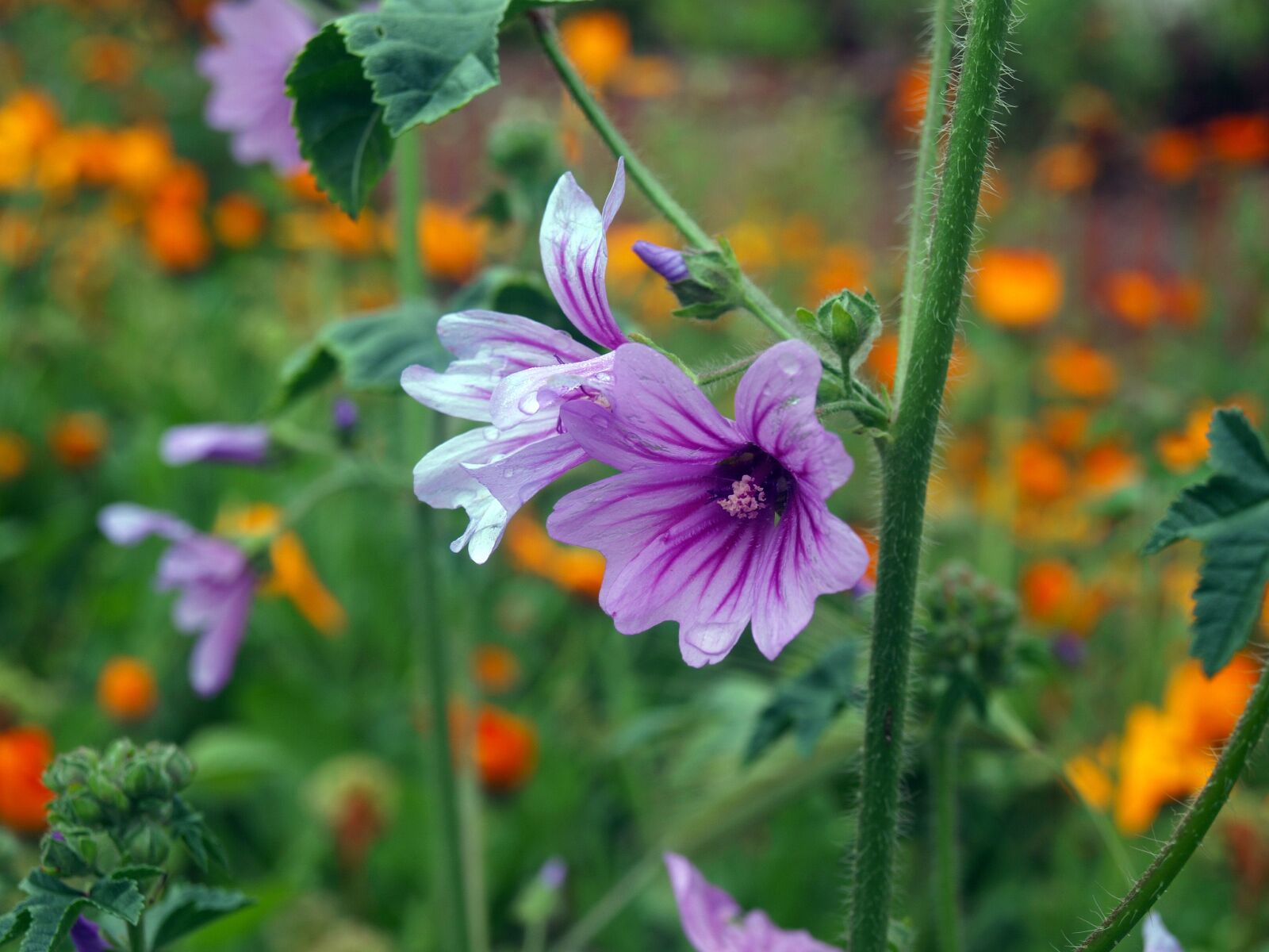 Olympus E-420 (EVOLT E-420) sample photo. Wild flower, geranium, needle photography