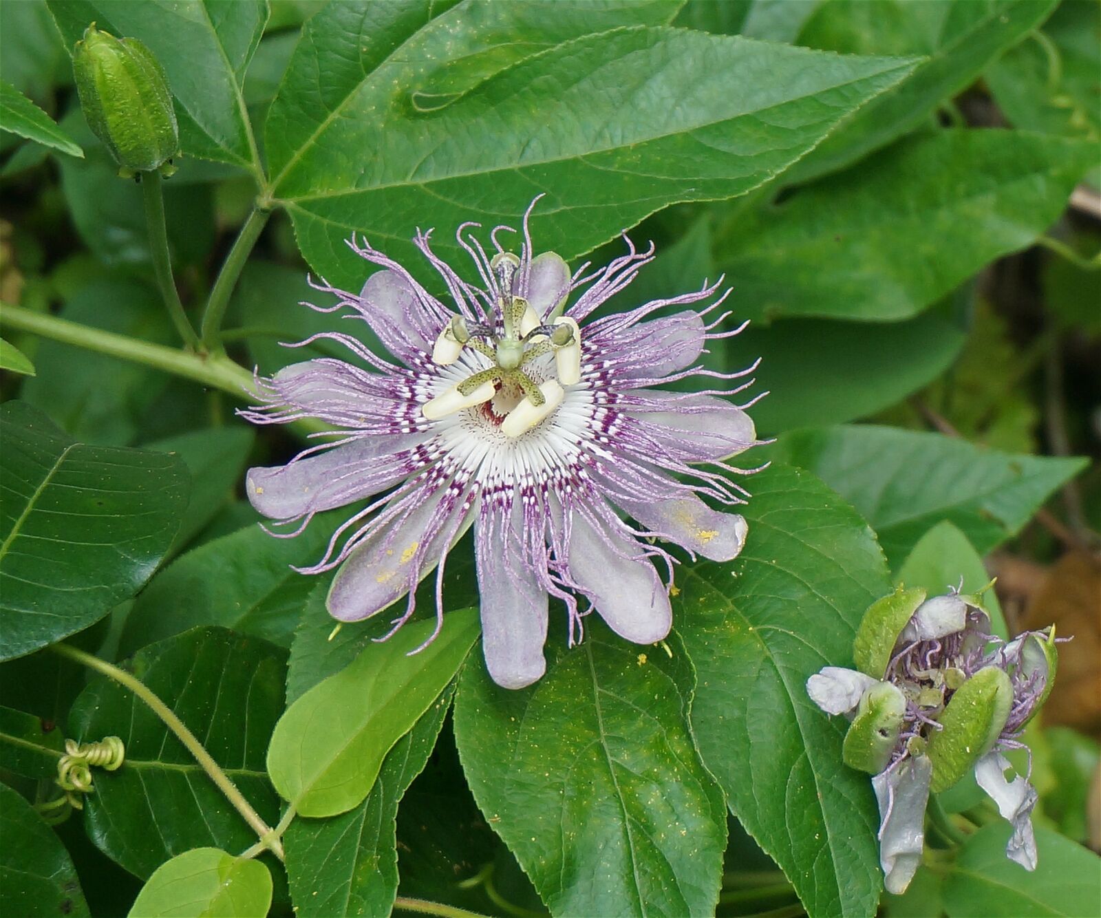 Sony Alpha NEX-5T sample photo. Passion flower, flower, wild photography