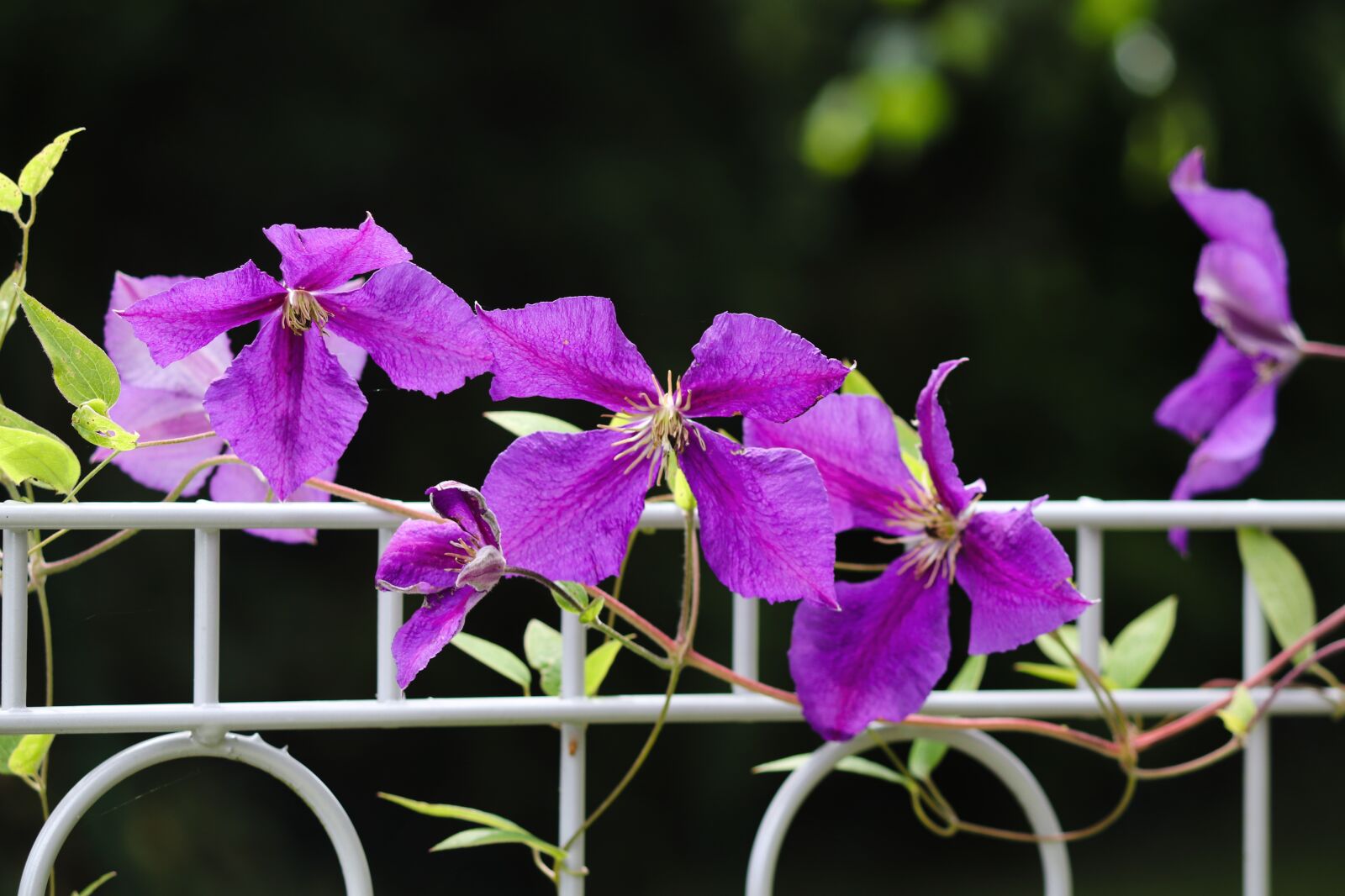 Canon EOS 200D (EOS Rebel SL2 / EOS Kiss X9) sample photo. Clematis, fence, garden fence photography
