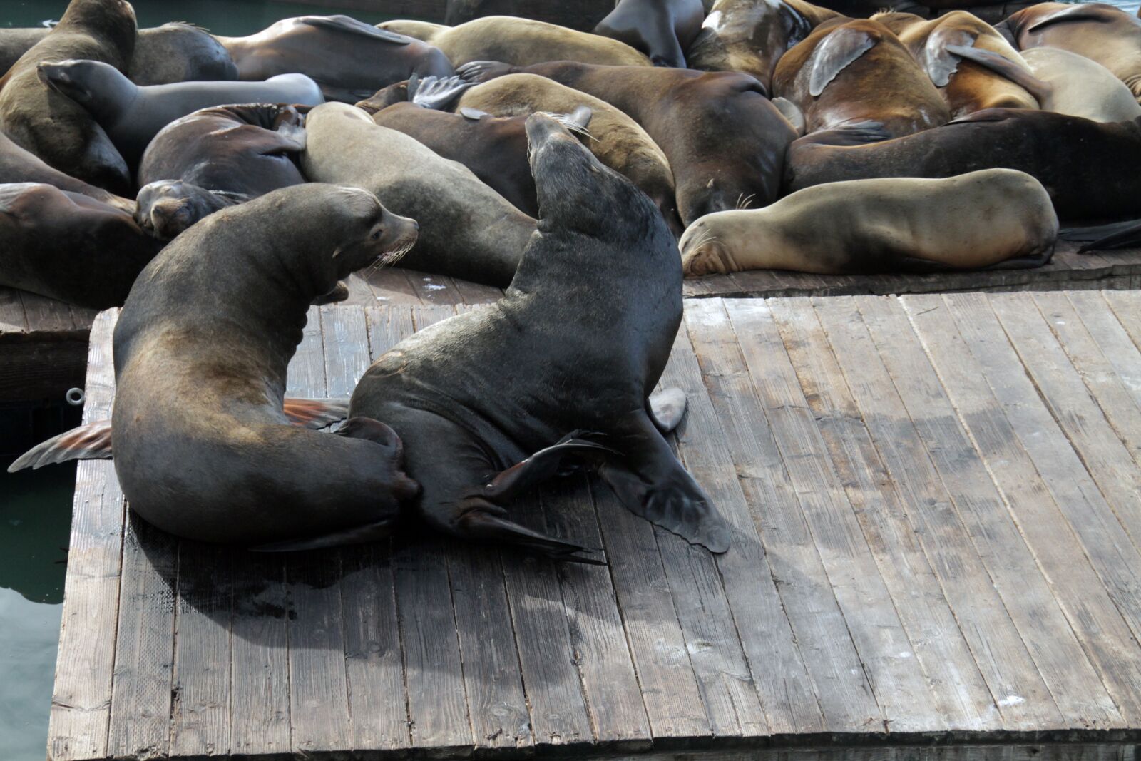 Canon EOS 7D sample photo. Sea lions, animals, seal photography