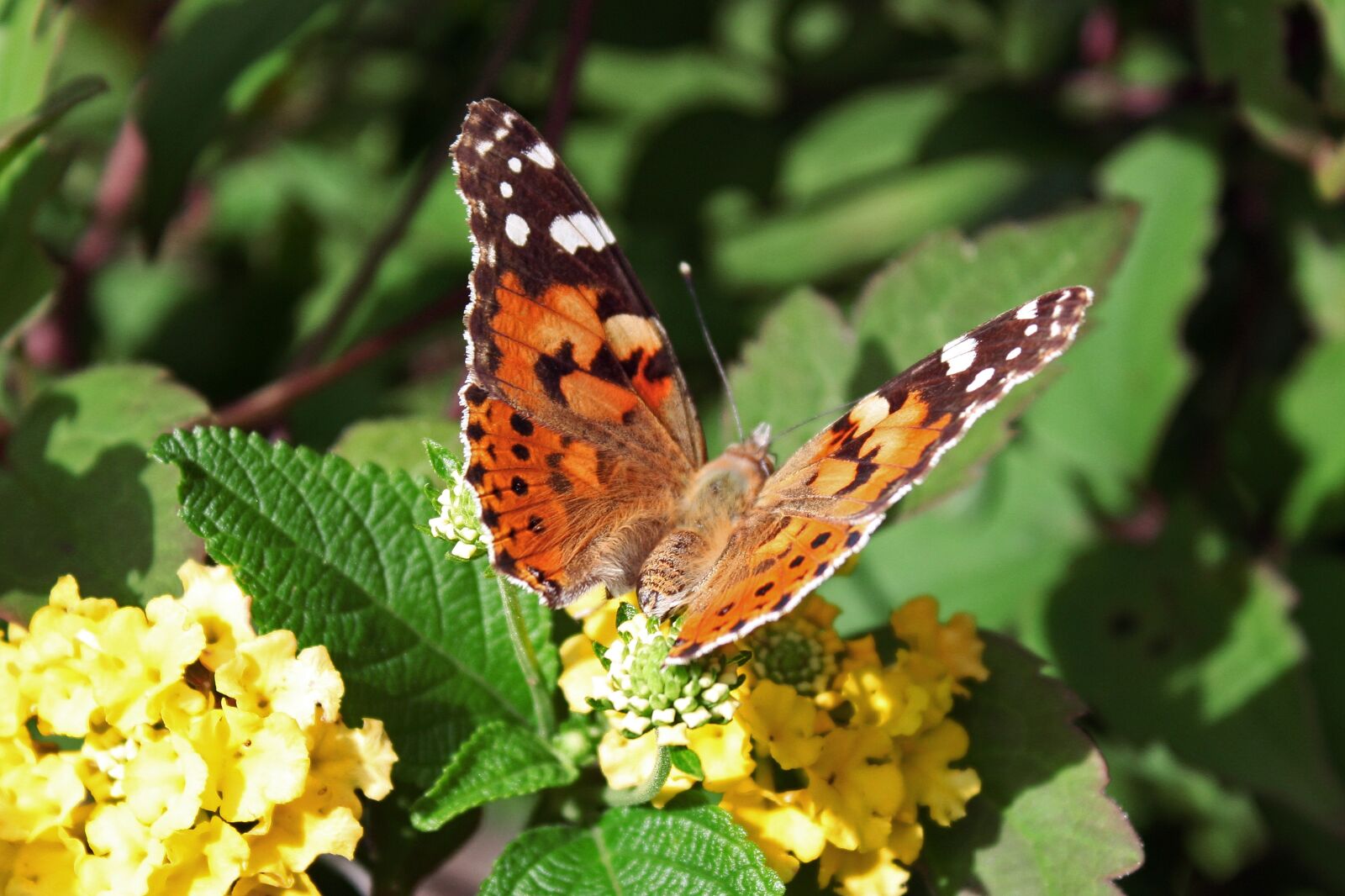 Canon EOS 450D (EOS Rebel XSi / EOS Kiss X2) sample photo. Butterfly, insect, nature photography