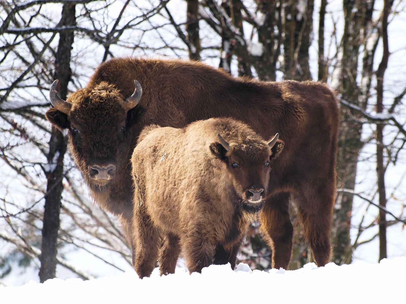 Olympus E-420 (EVOLT E-420) sample photo. Animals, bison europe, mammal photography