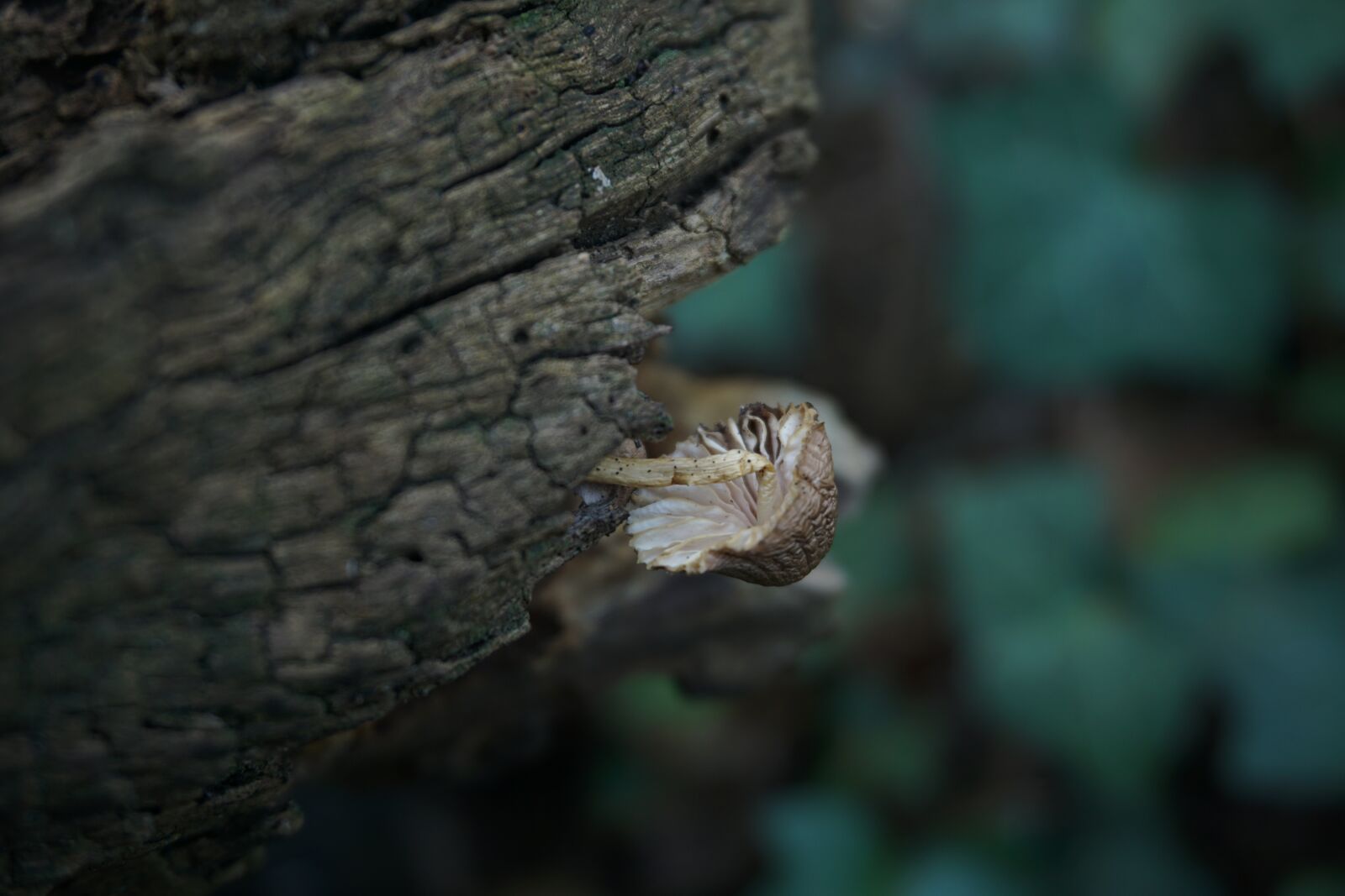 Sony a6000 sample photo. Fungus, nature, strain photography