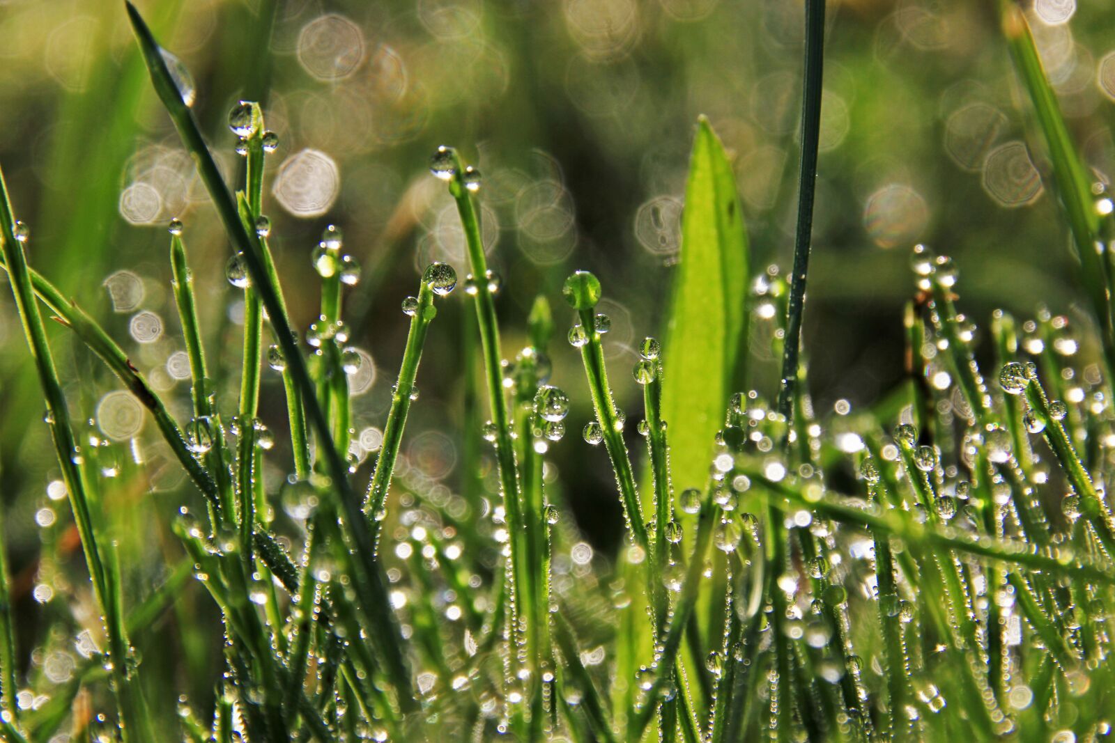 Canon EOS 550D (EOS Rebel T2i / EOS Kiss X4) sample photo. Grass, drops photography