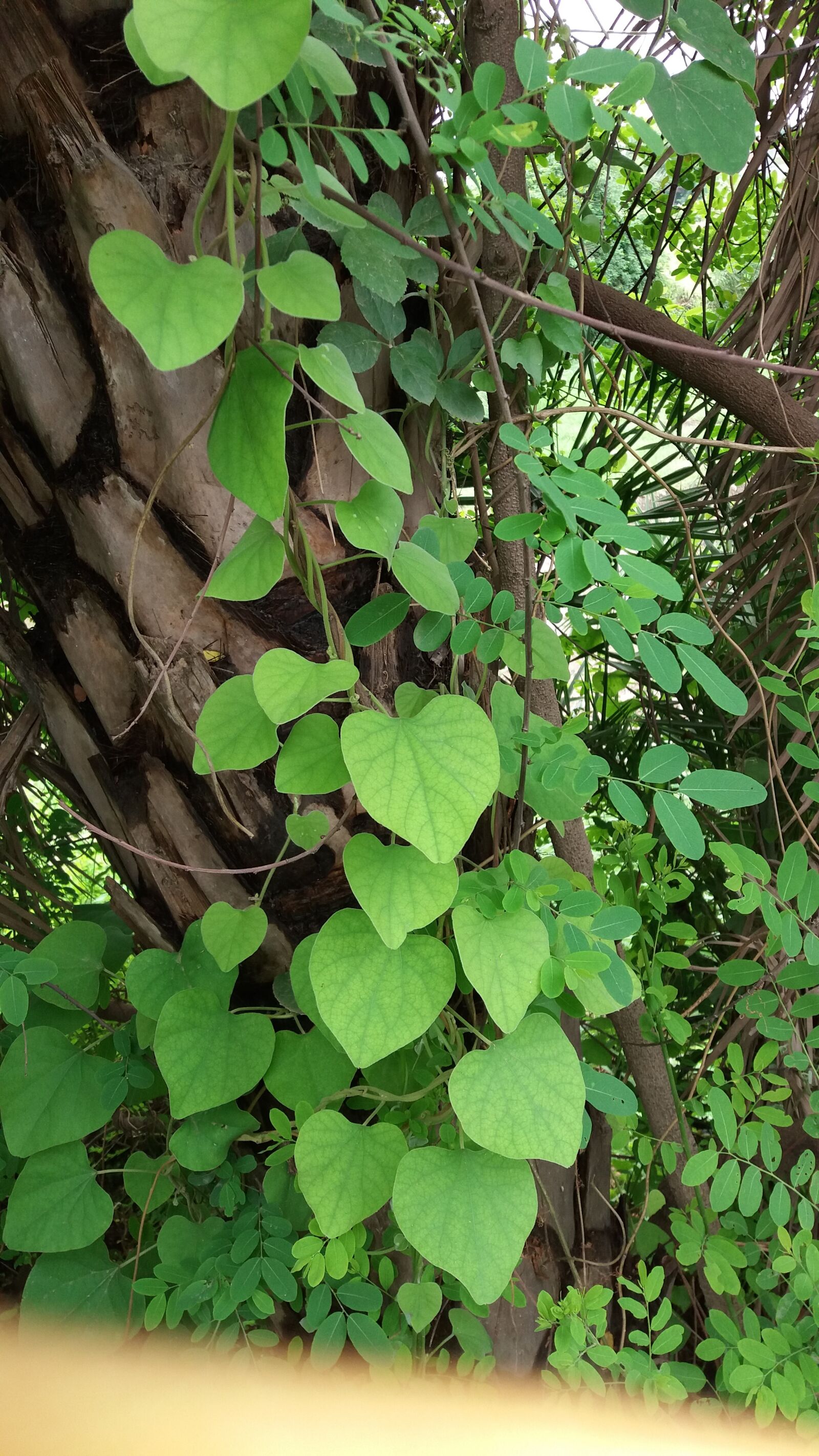 Samsung Galaxy J5 sample photo. Hart, shape, leaf, leaf photography