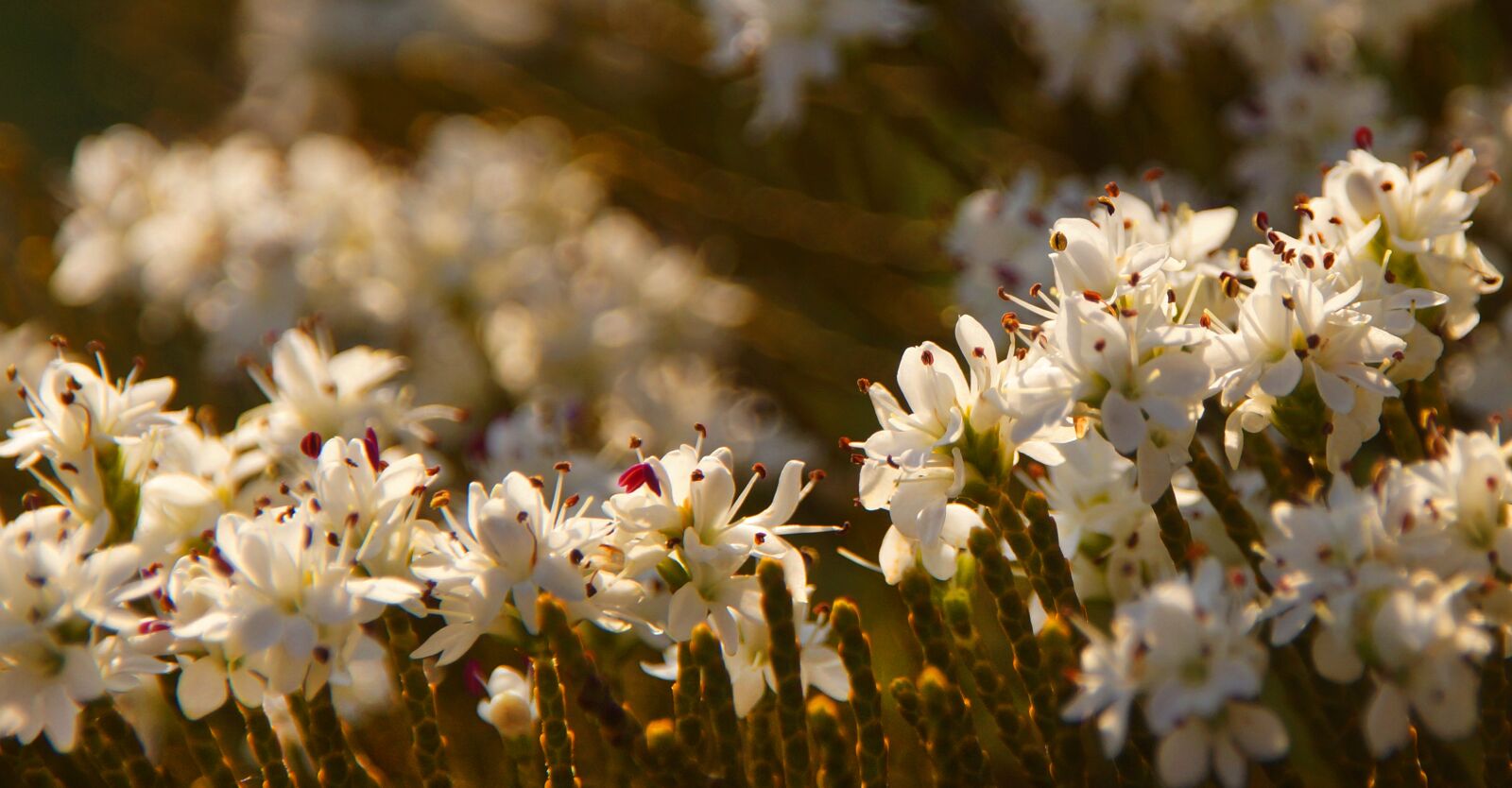 Sony SLT-A57 sample photo. Blossom, bloom, white photography