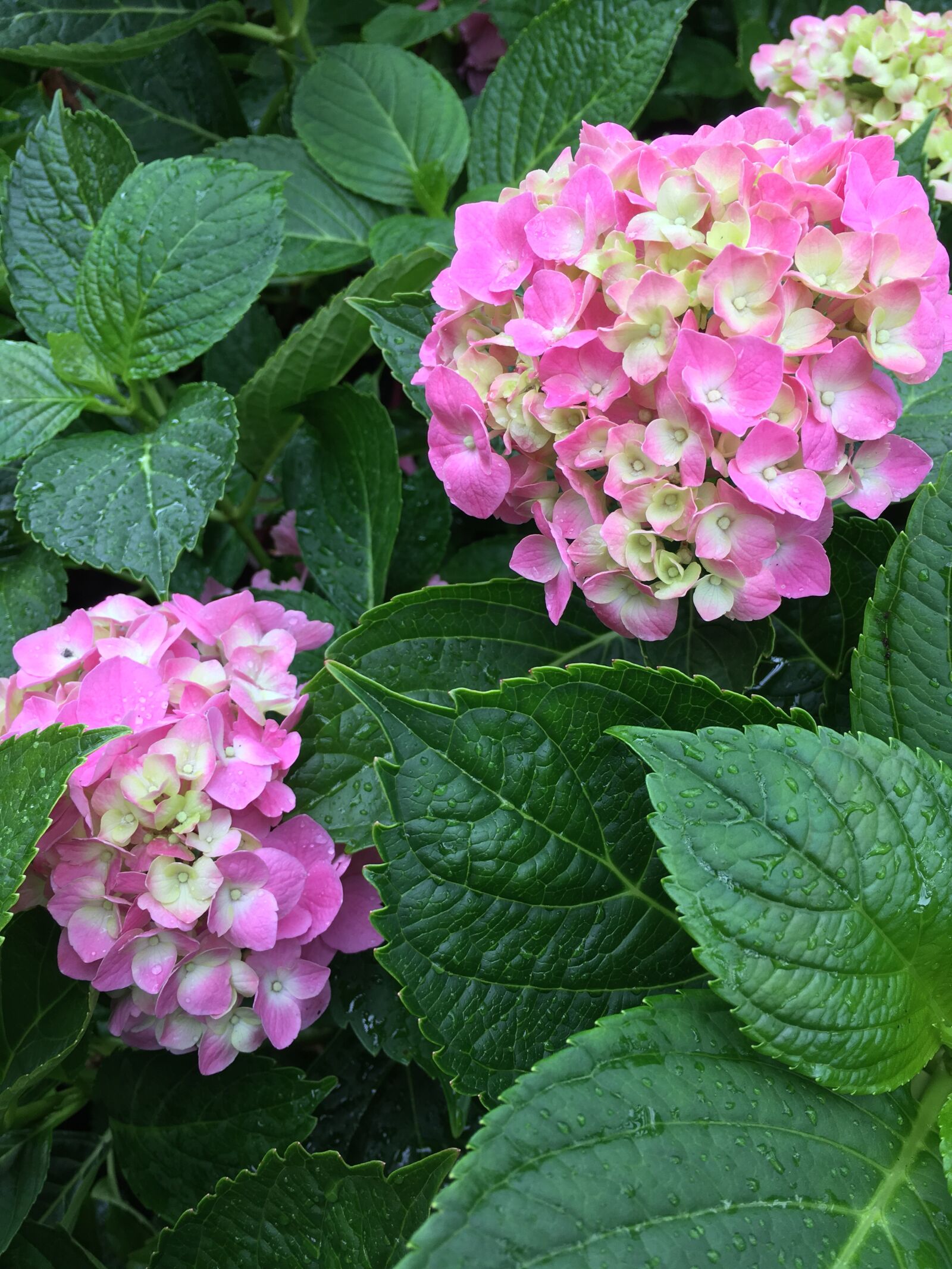 iPhone SE back camera 4.15mm f/2.2 sample photo. Hydrangea, pink, flower photography