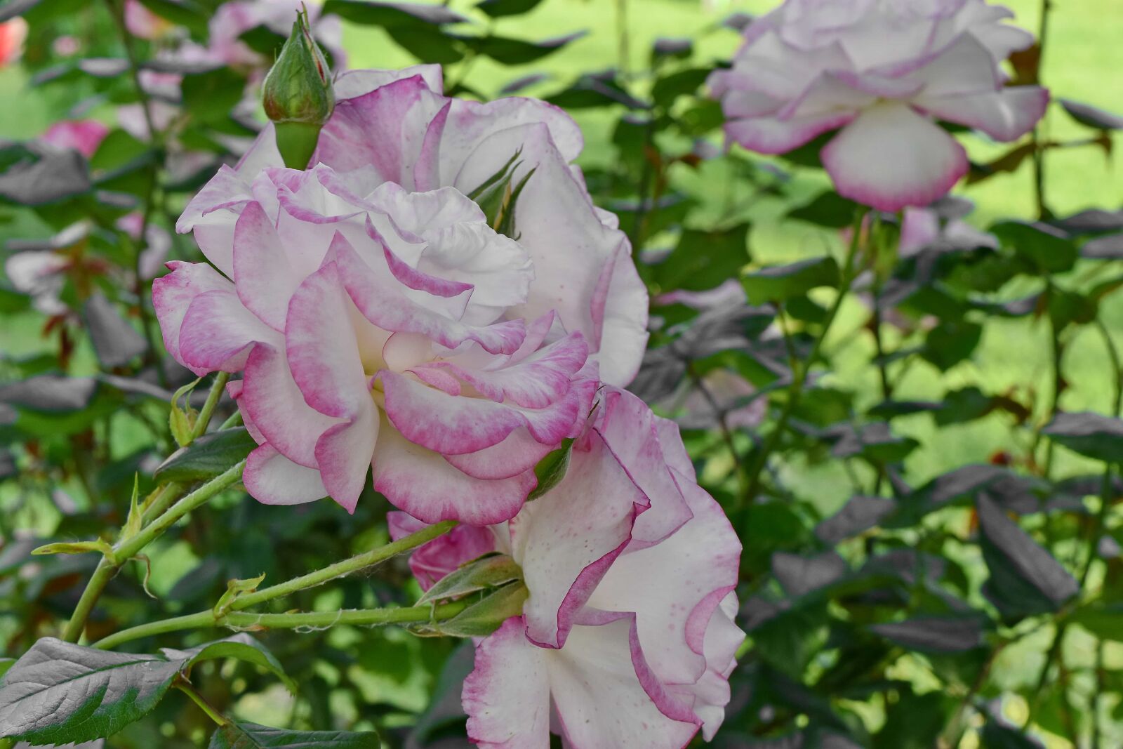 Nikon D5500 sample photo. Pinkish, shrub, flora, flower photography