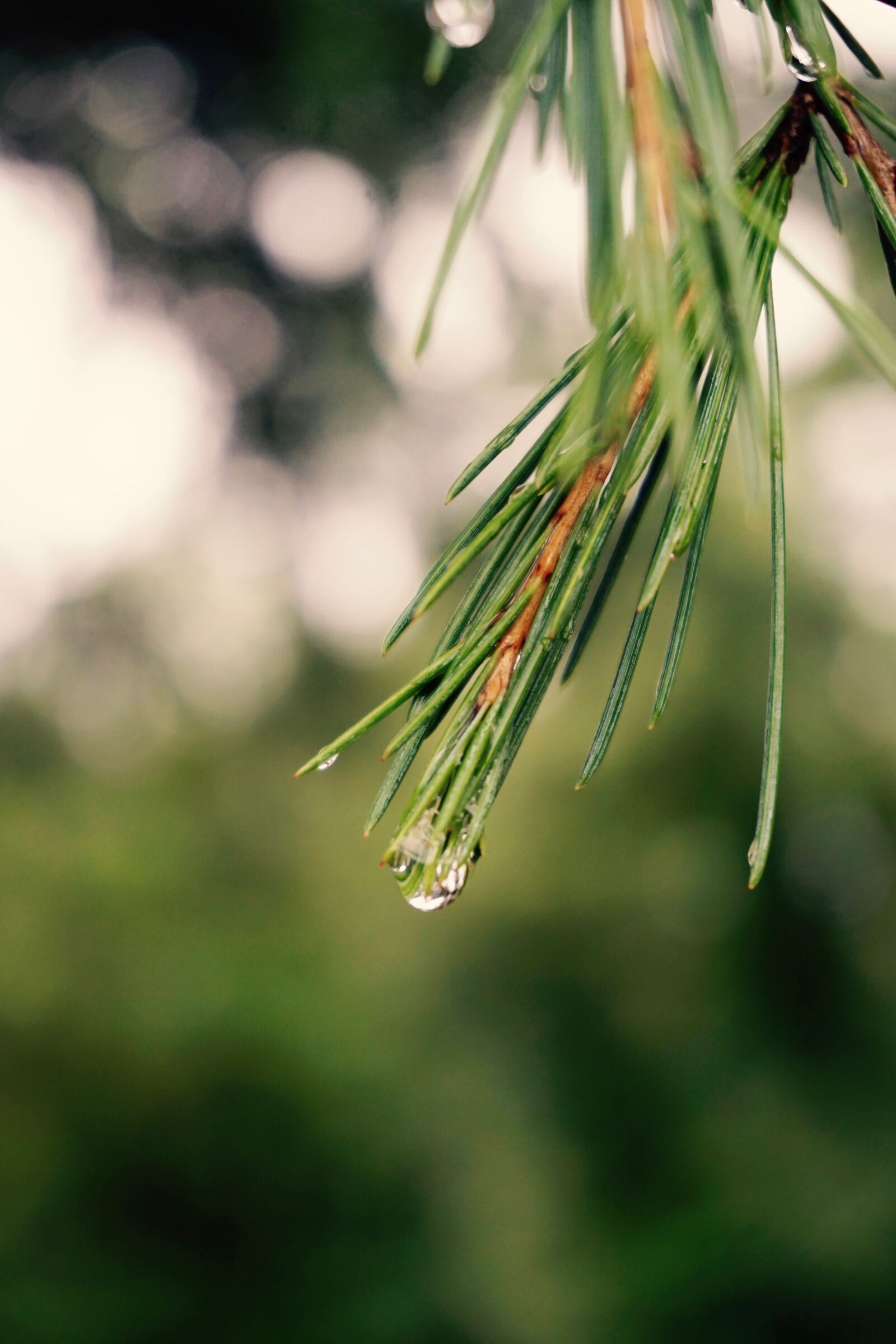 Sony a6000 sample photo. Green, pine, needles, water photography